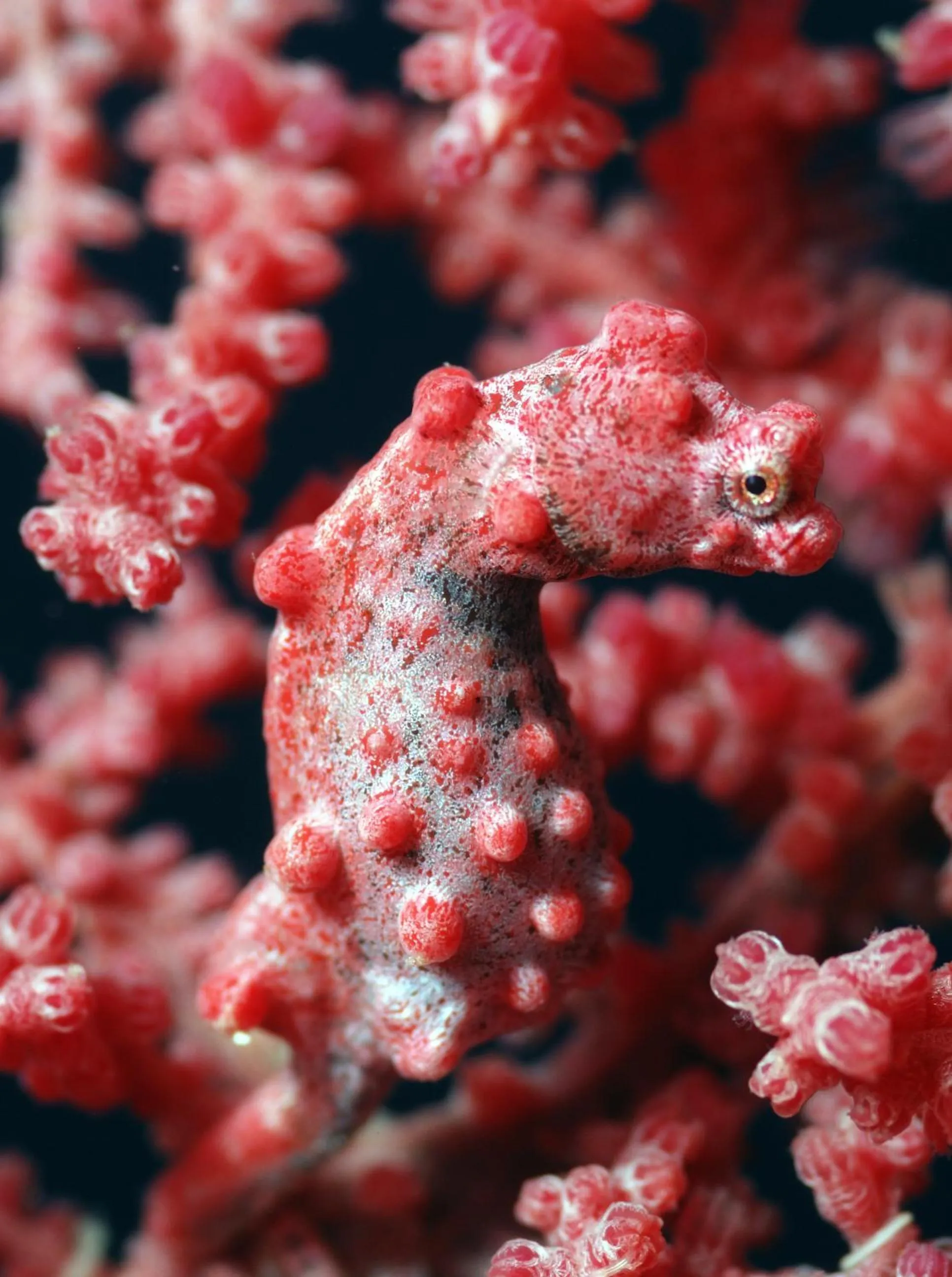 Diving in Rene's Resort