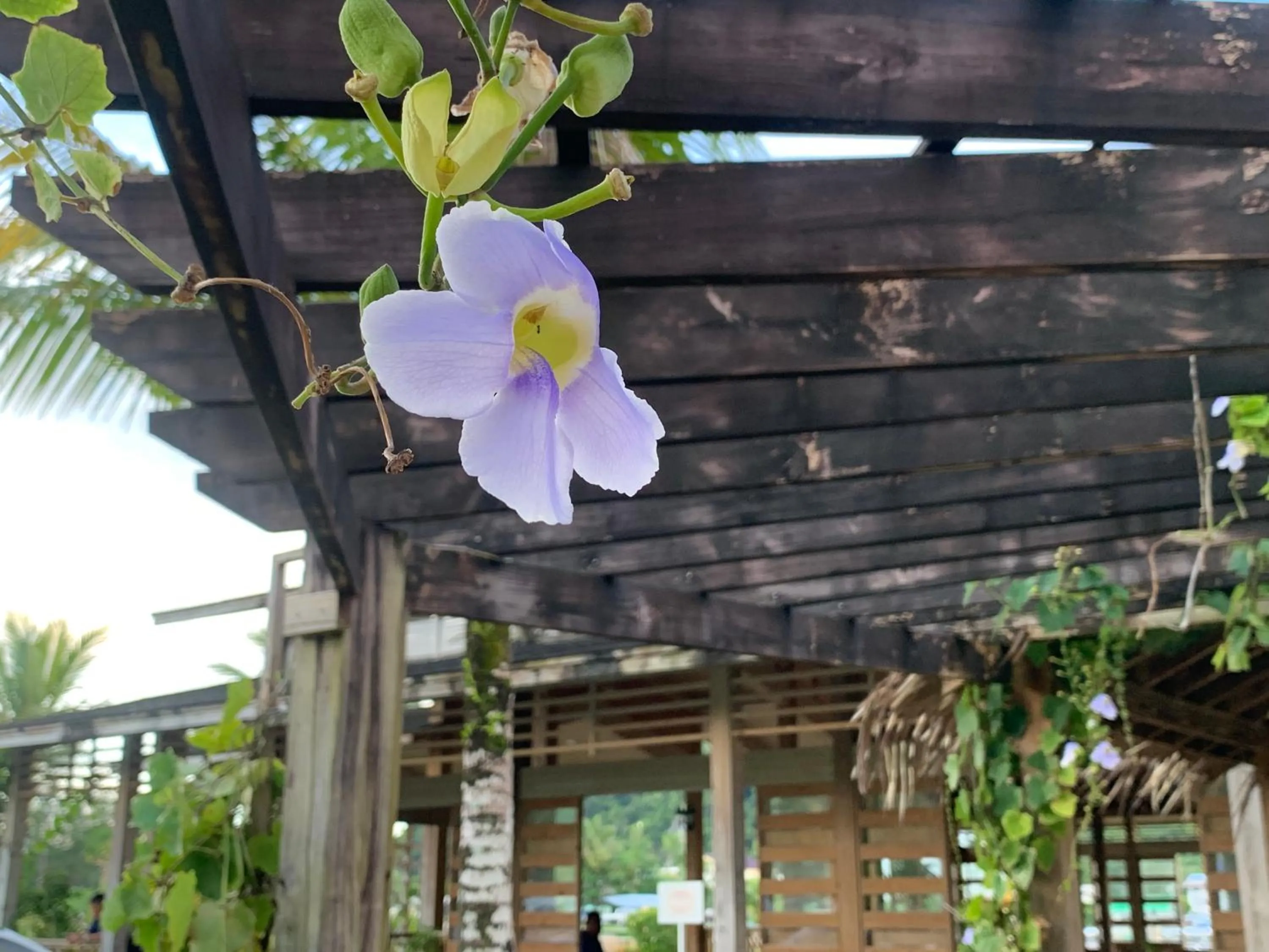 Garden view in Island Paradise Resort Club