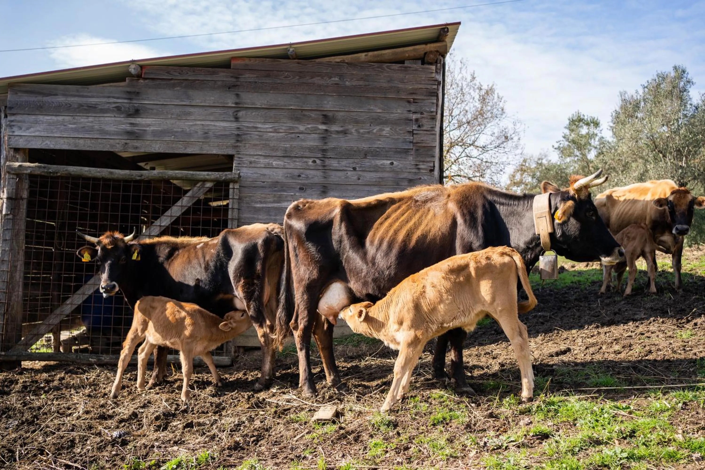 Animals in Agriturismo San Basilio