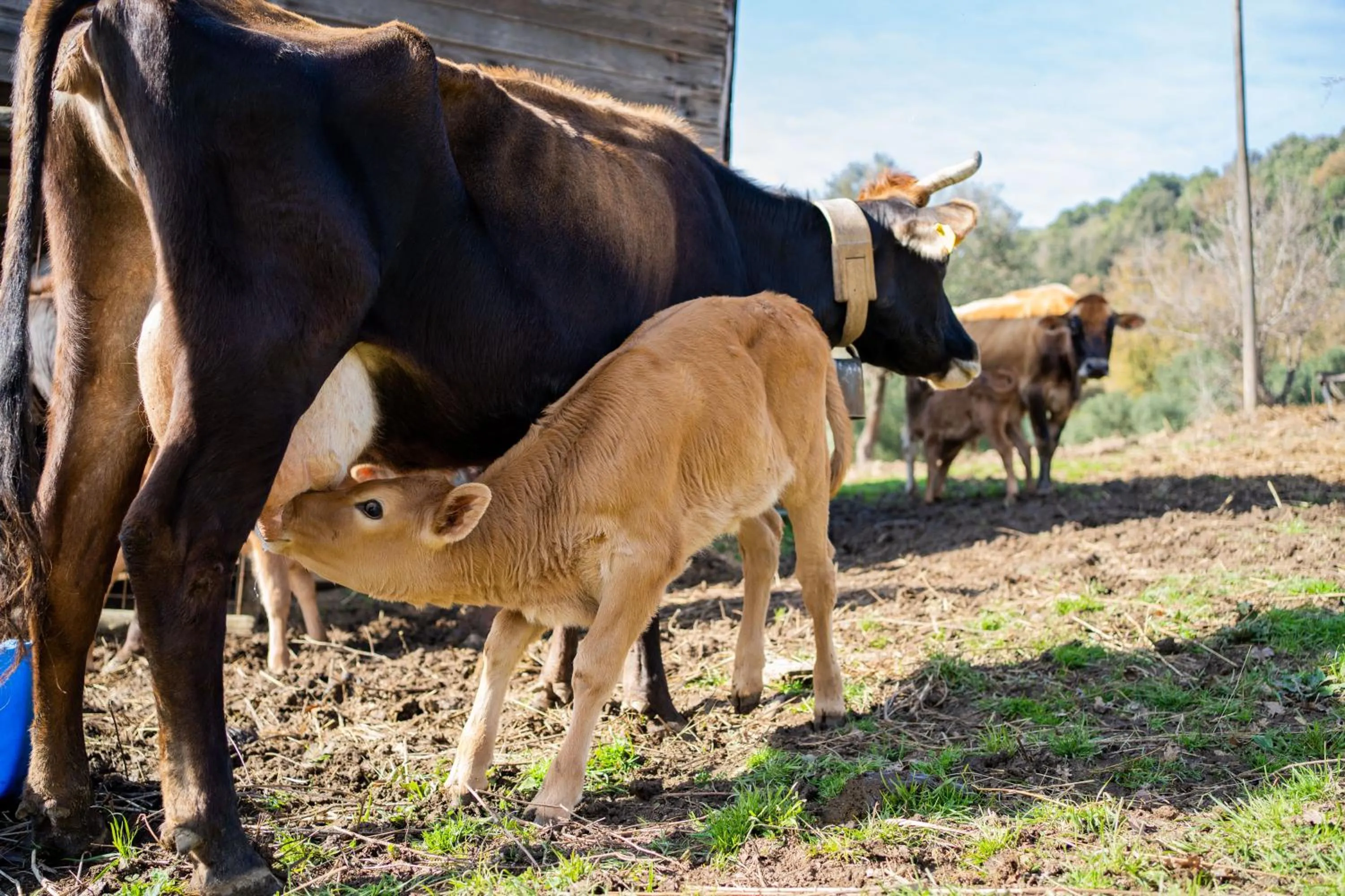 Animals in Agriturismo San Basilio