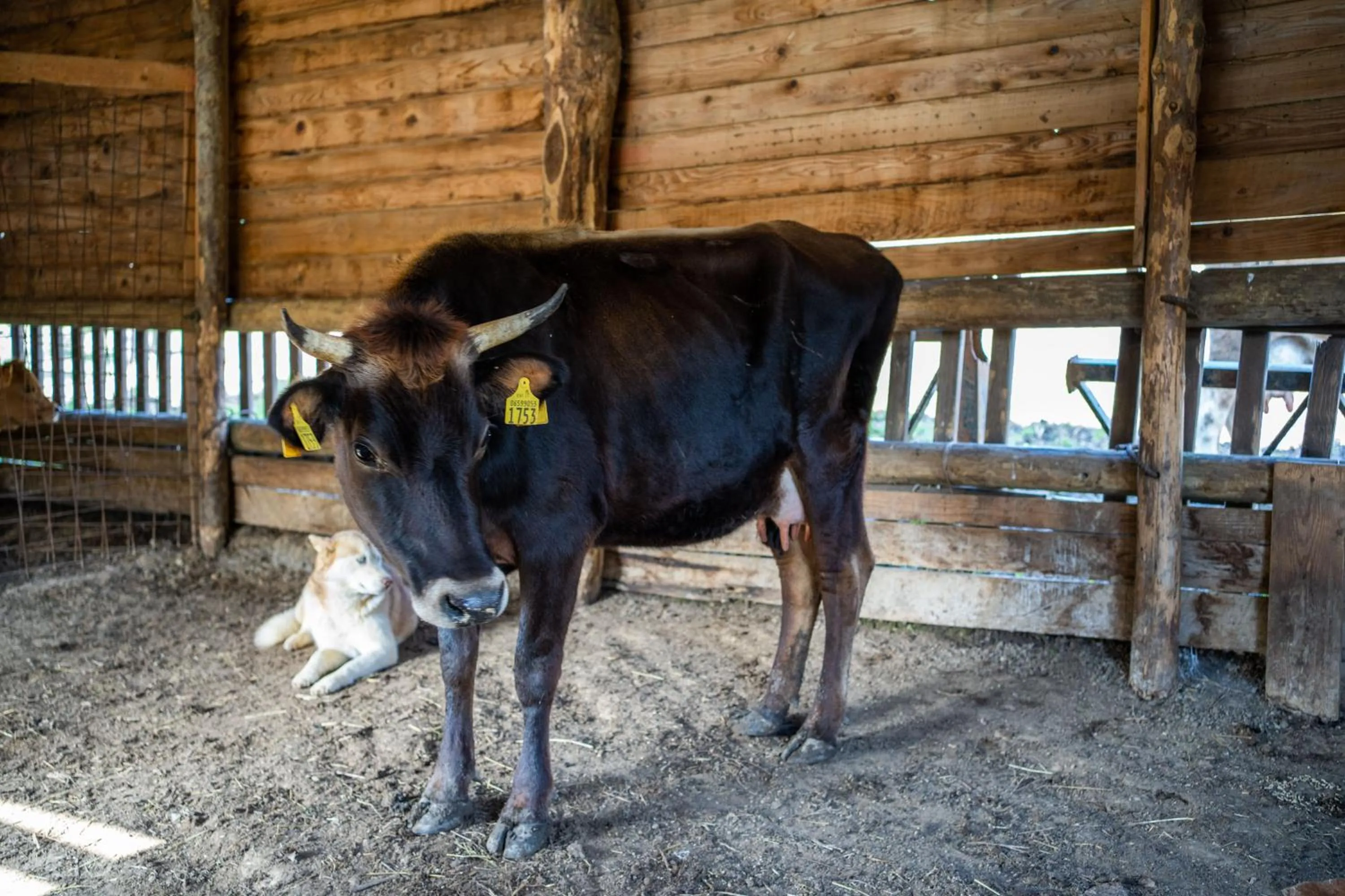 Animals in Agriturismo San Basilio