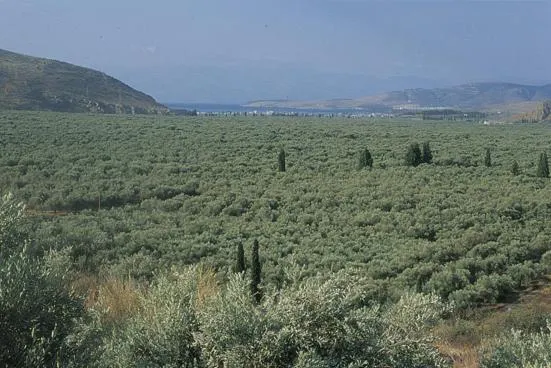 Area and facilities in Finiki Plaza