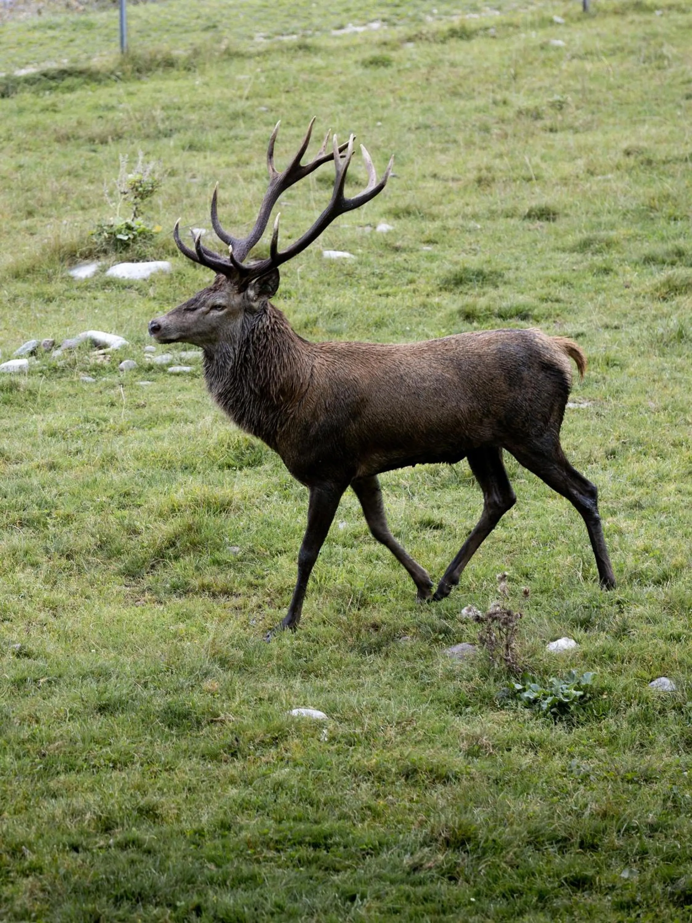 Natural landscape in Brunet - The Dolomites Resort