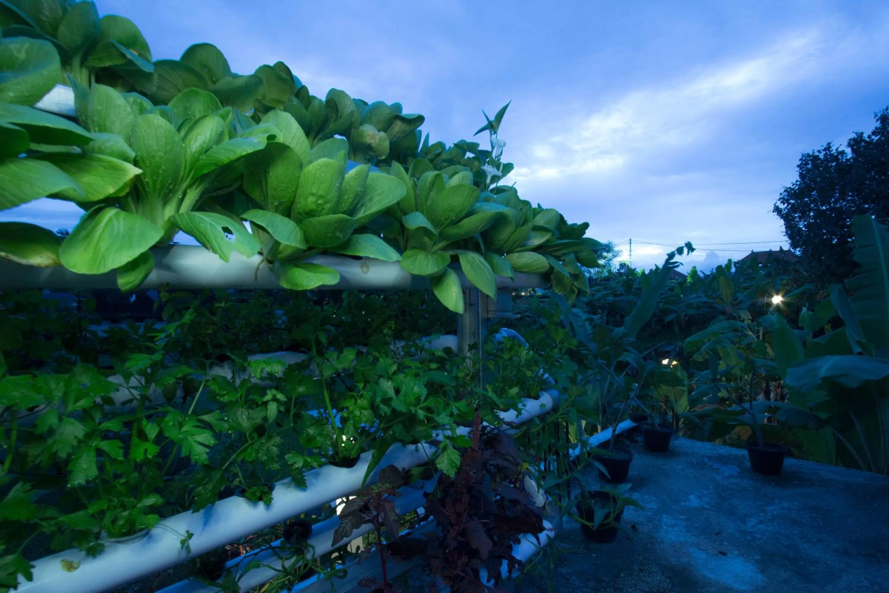 Garden in Vinayaka Ubud