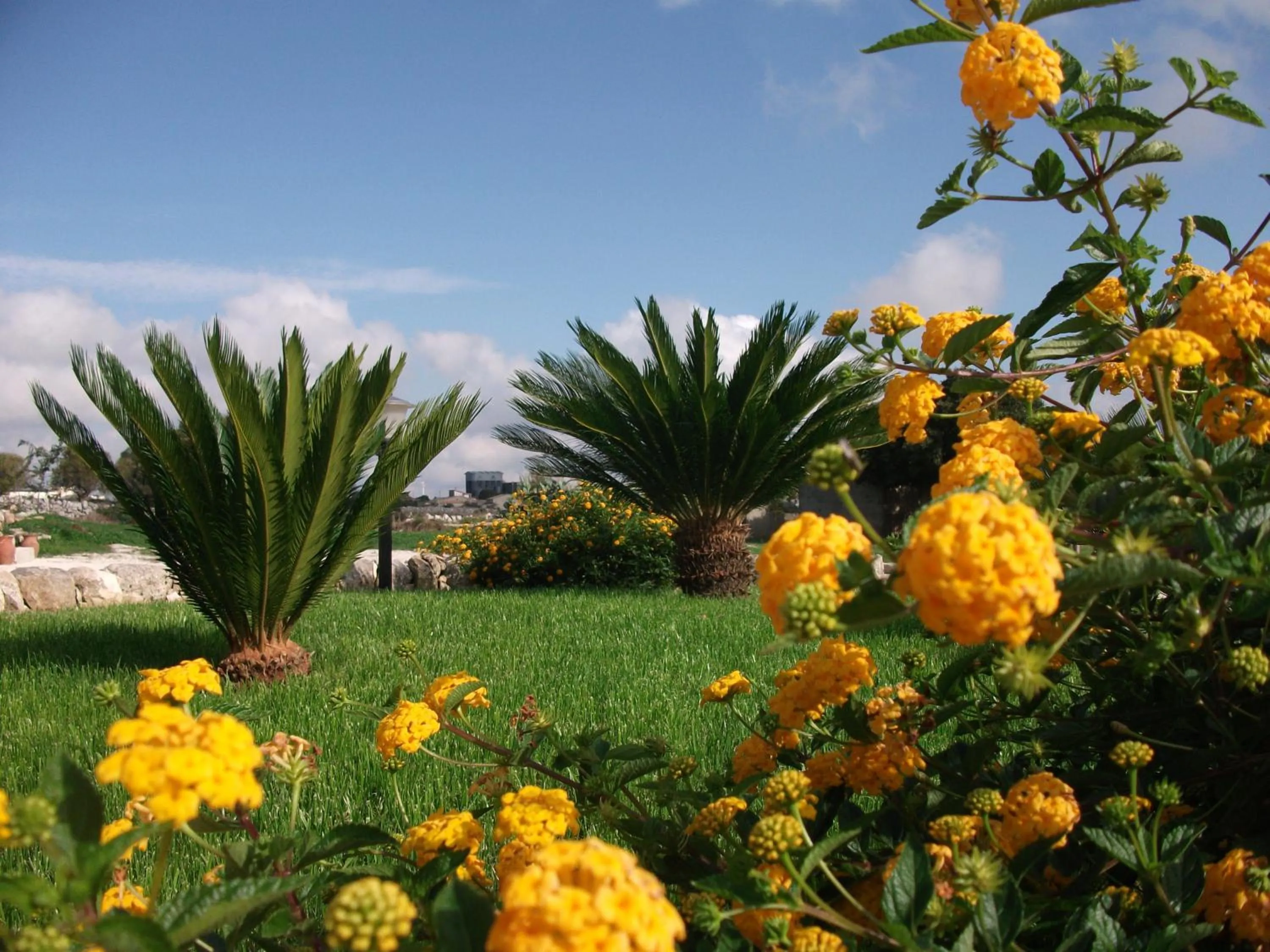 Garden in Artemisia Resort