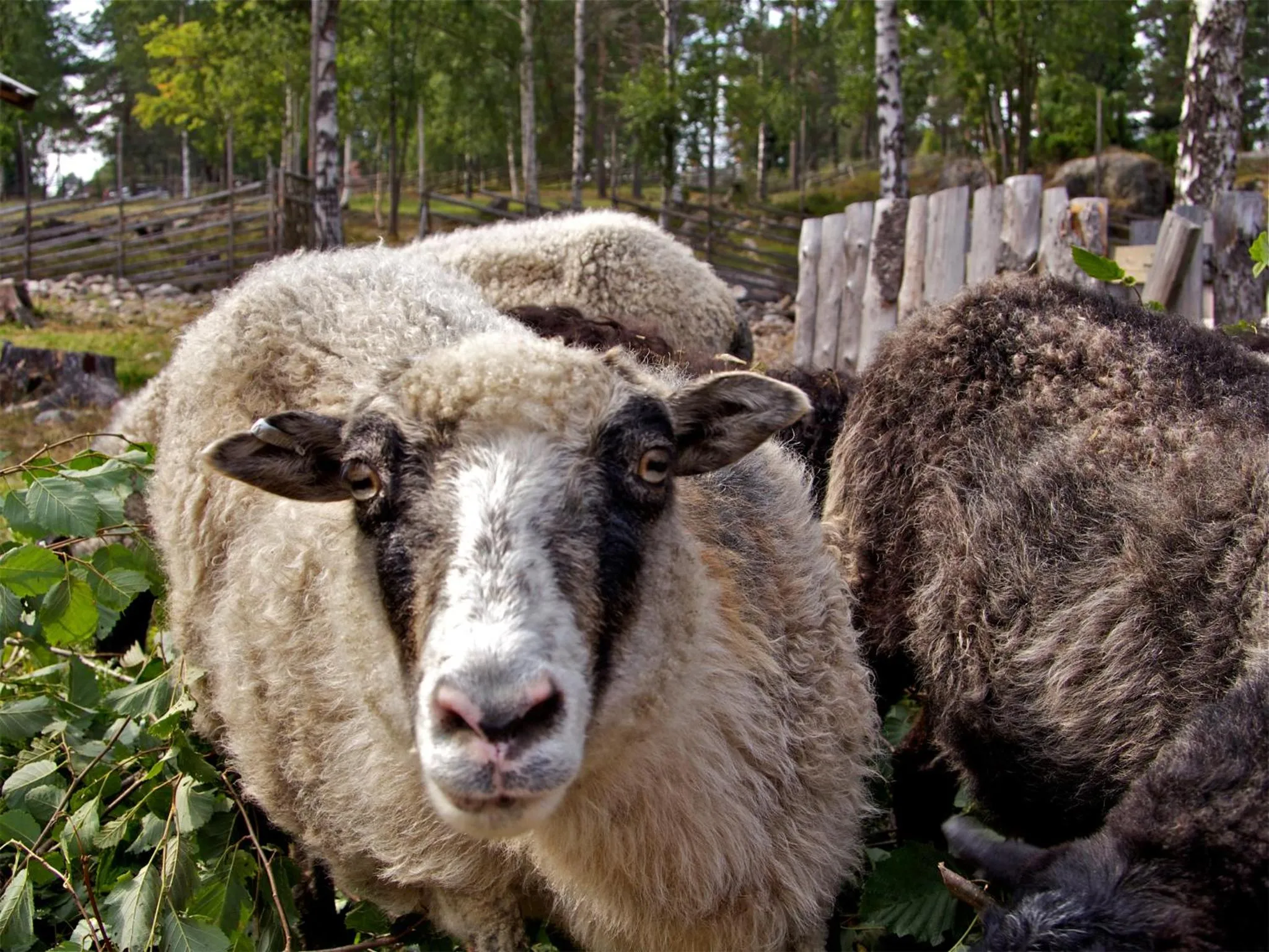 Neighbourhood in Gaffelbyn - Sundsvalls Vandrarhem