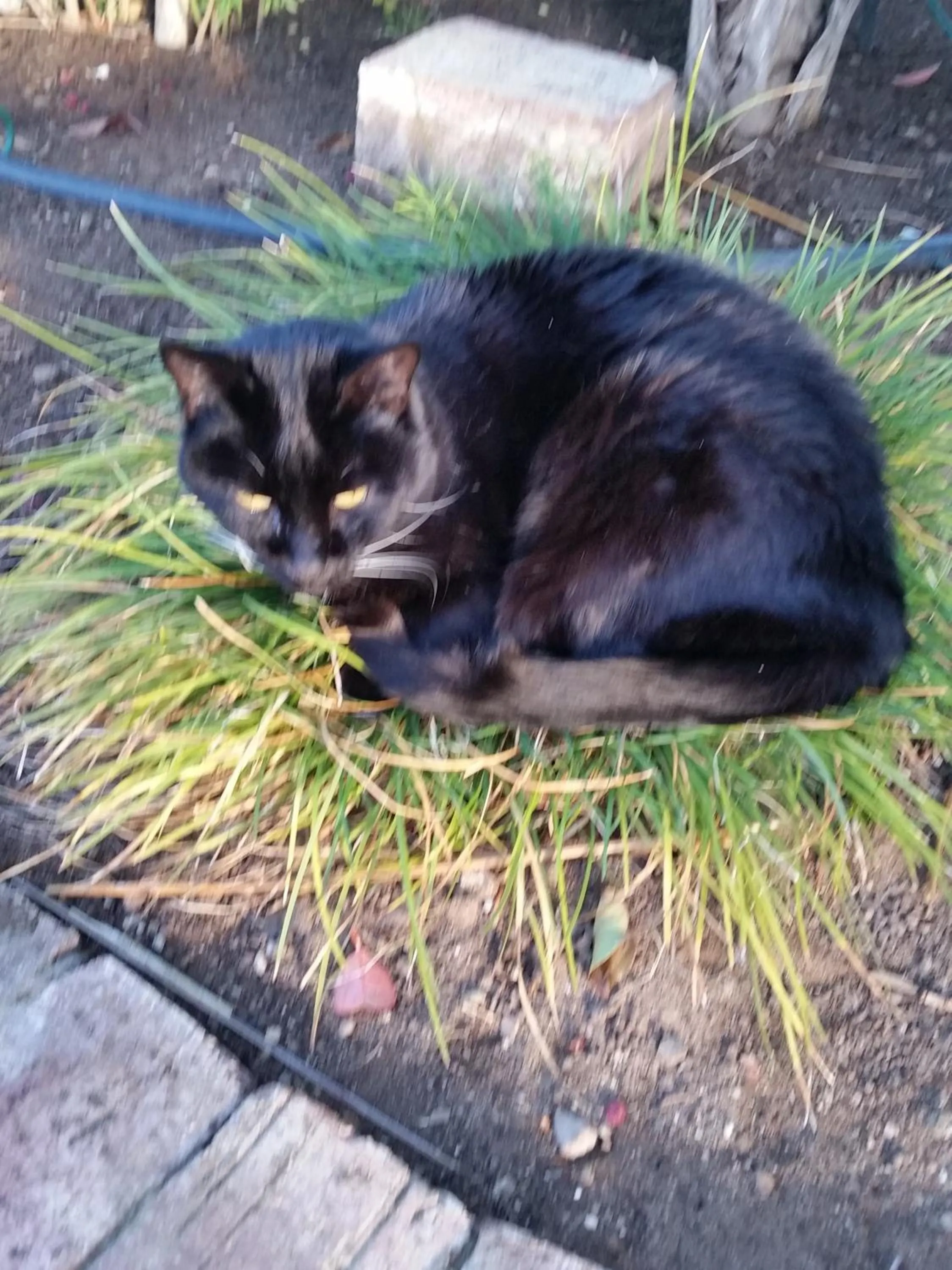 Pets in Earthbound Guest House