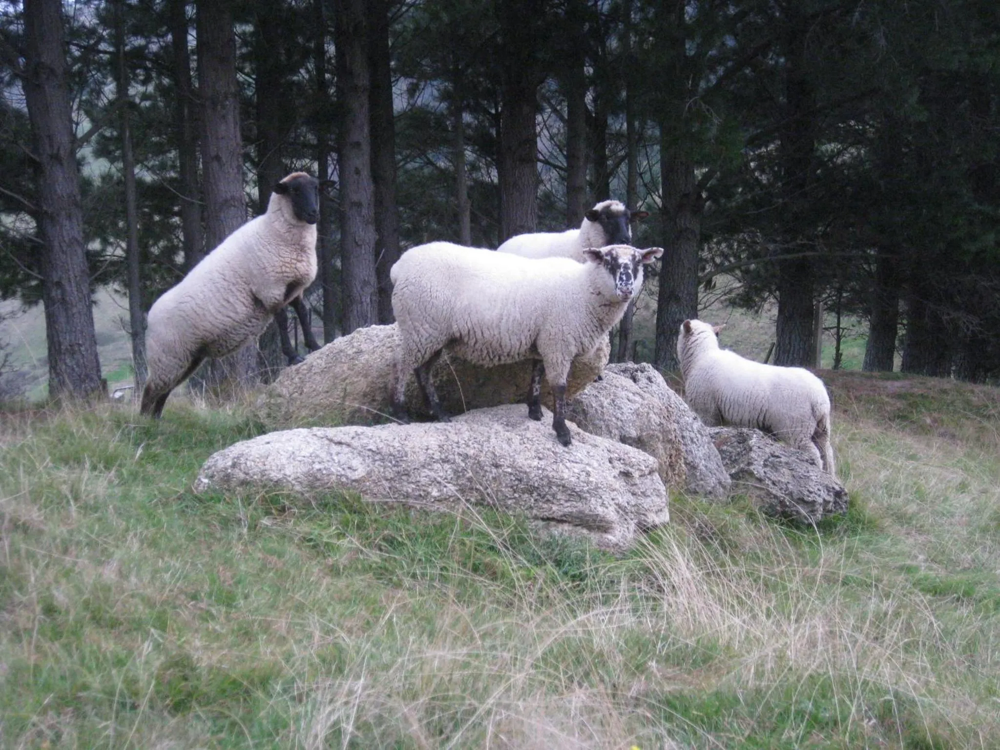 Animals in The Grange Lodge