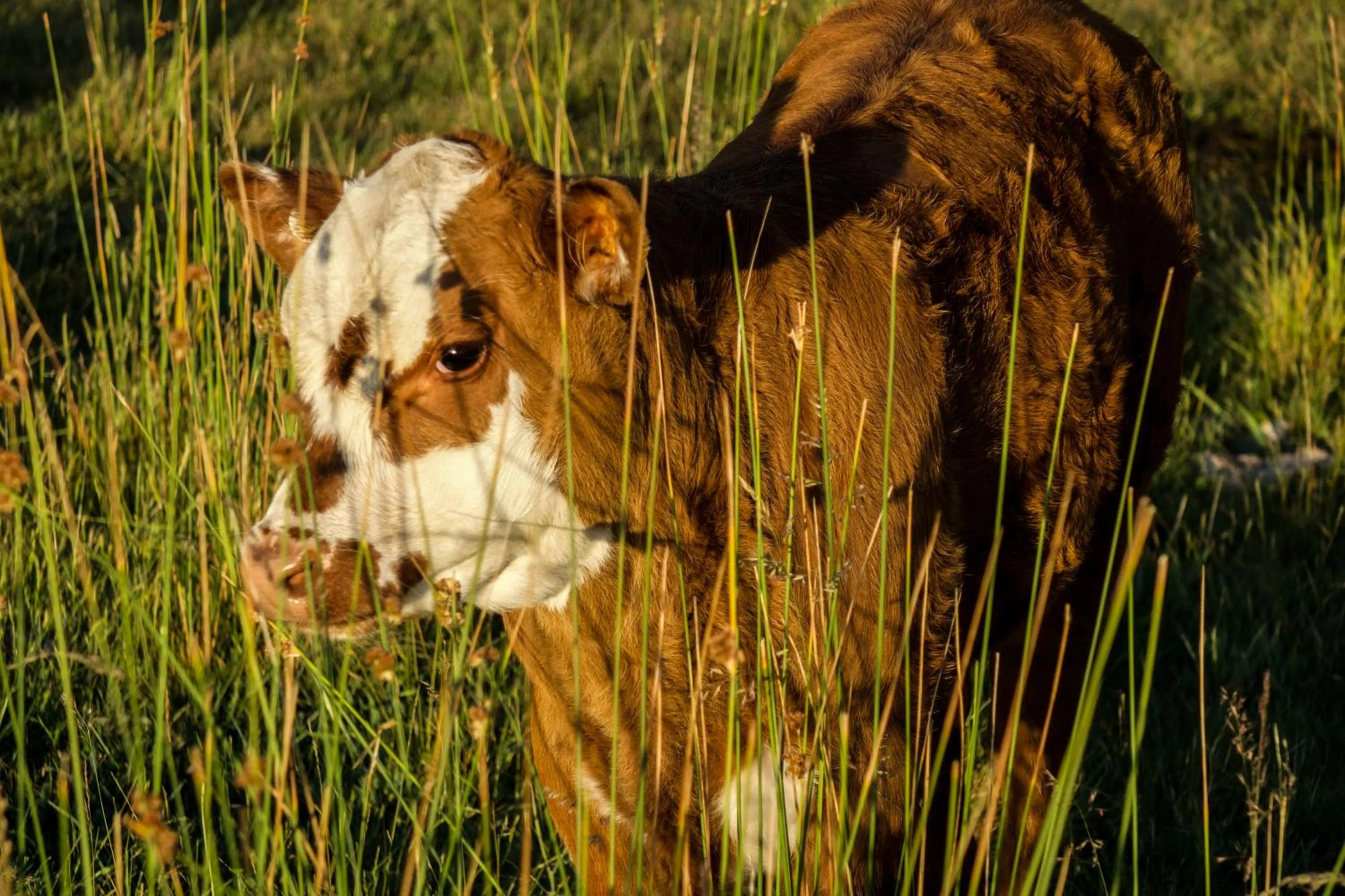 Animals in The Grange Lodge