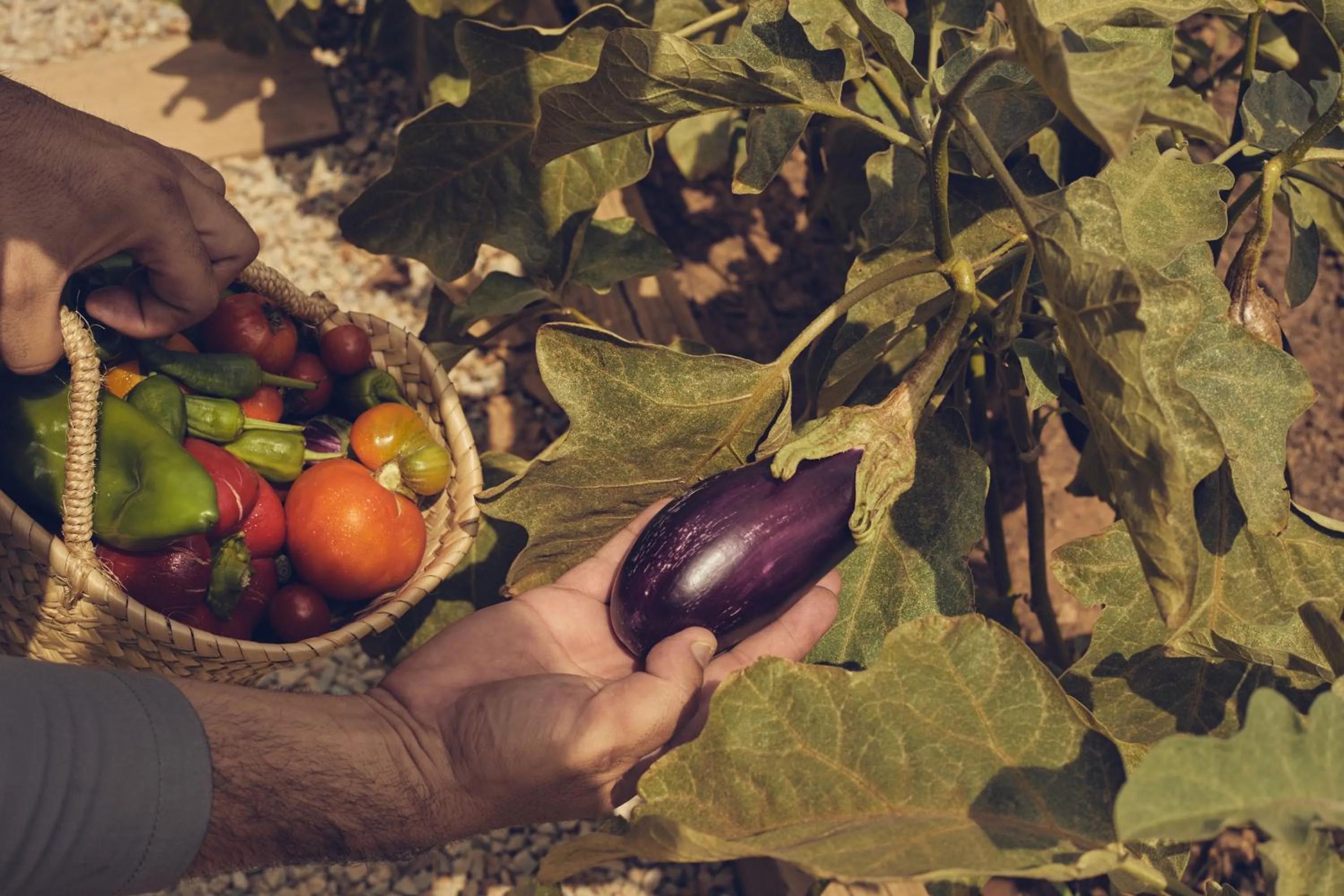 Garden in Hotel Rural Es Riquers