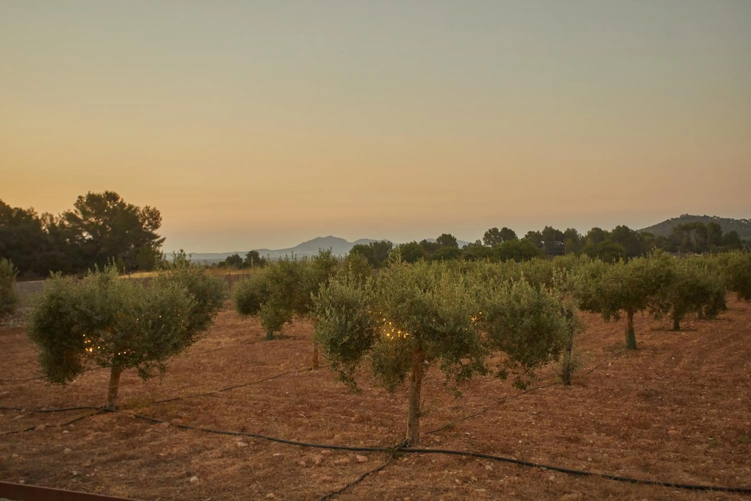 Natural landscape in Hotel Rural Es Riquers