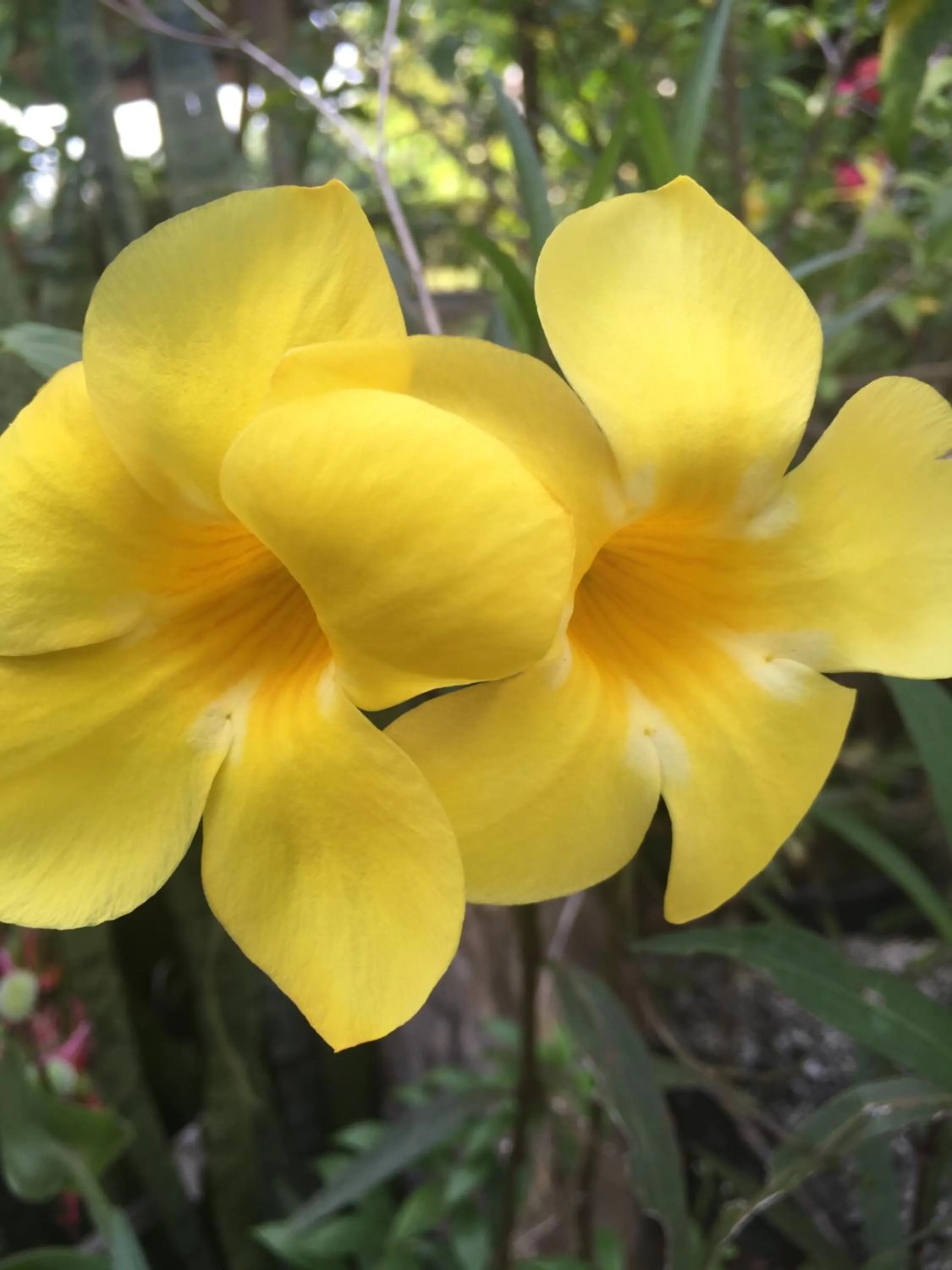 Garden in The Peace Tara House