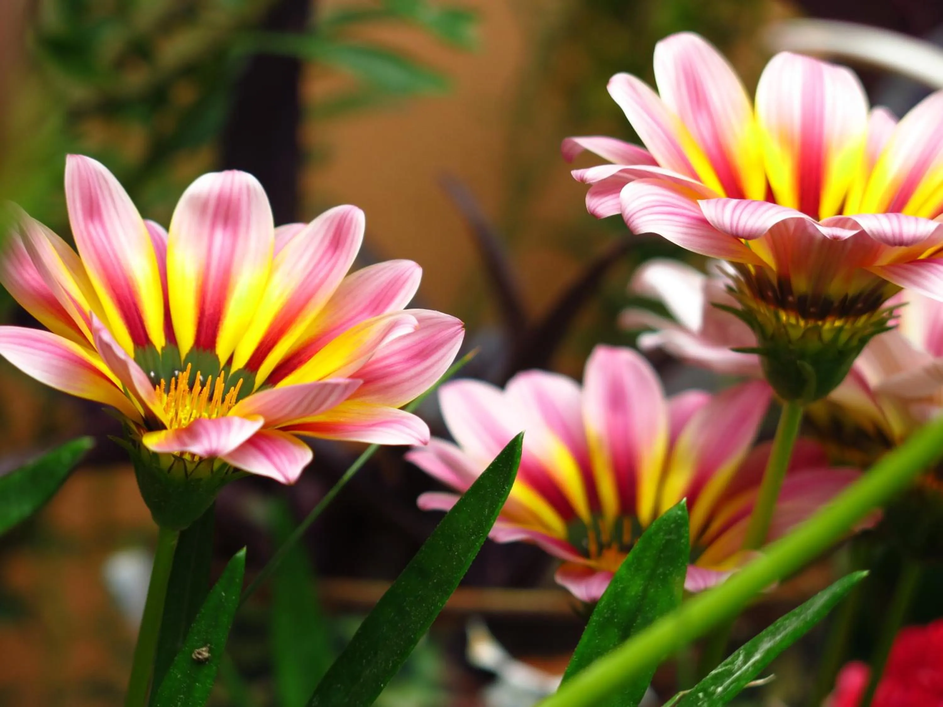 Garden in Akropolis Guest House