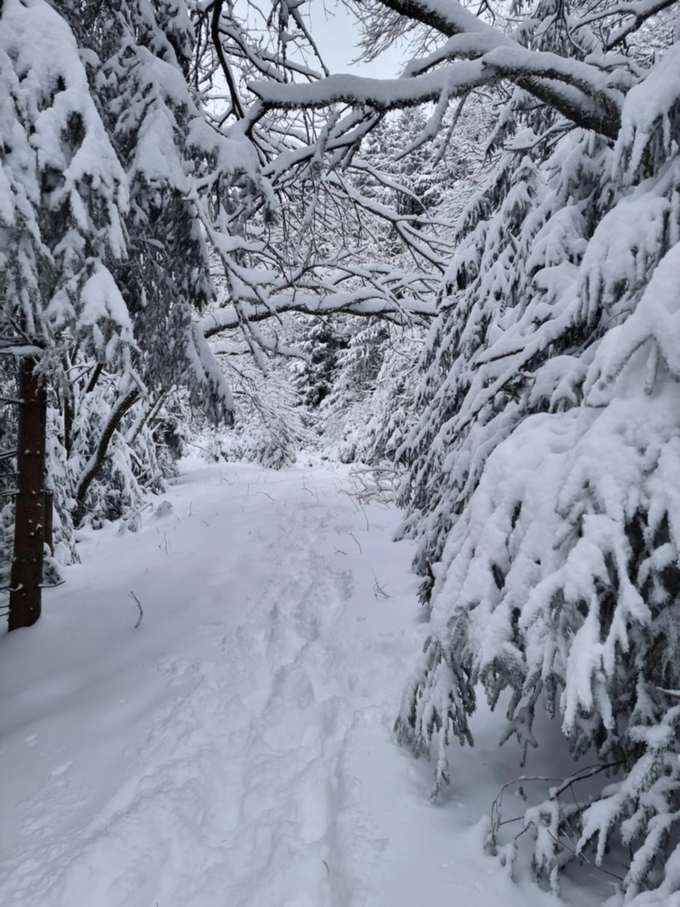 Natural landscape in Hotel Zum Gründle