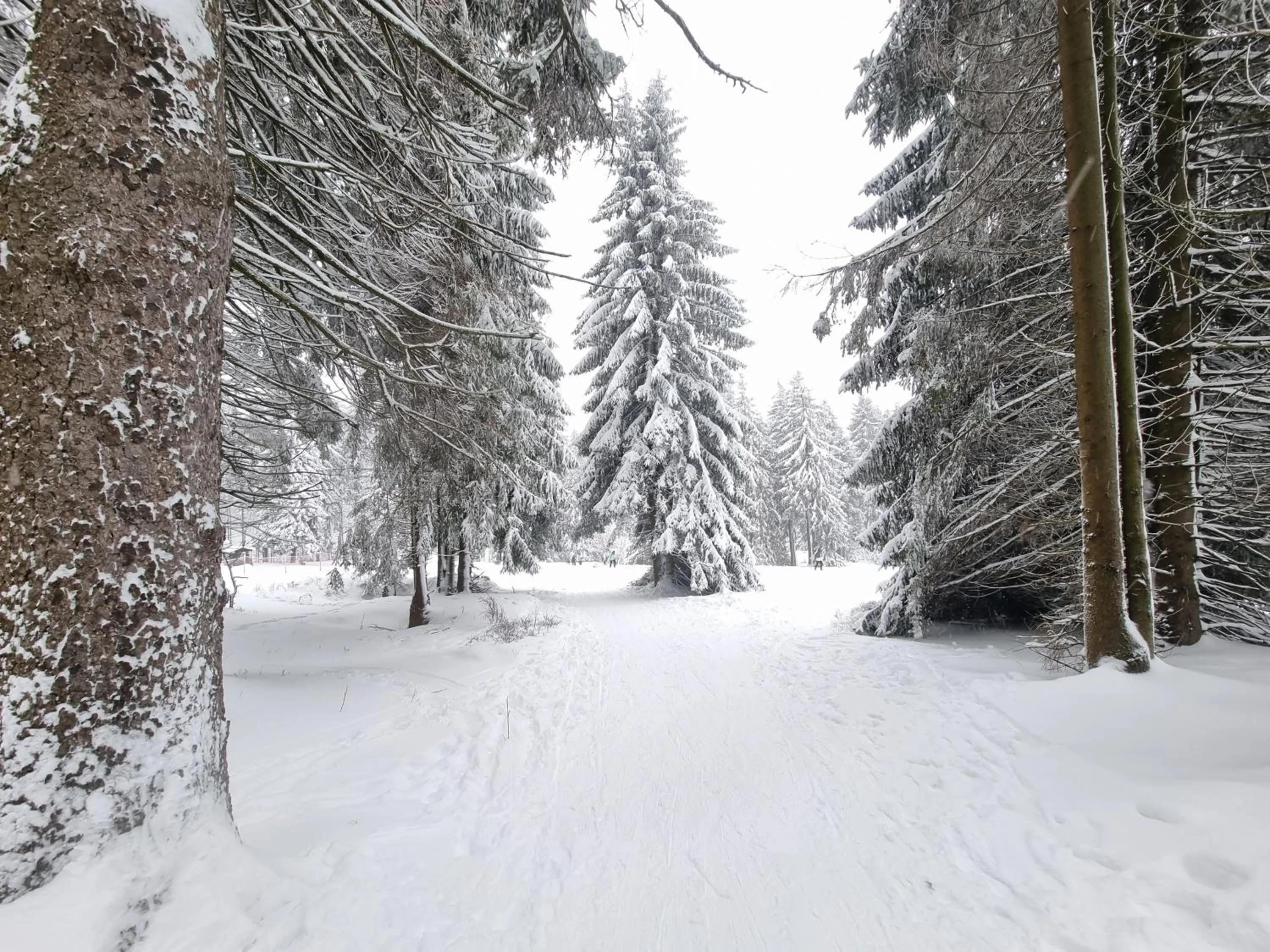 Natural landscape in Hotel Zum Gründle
