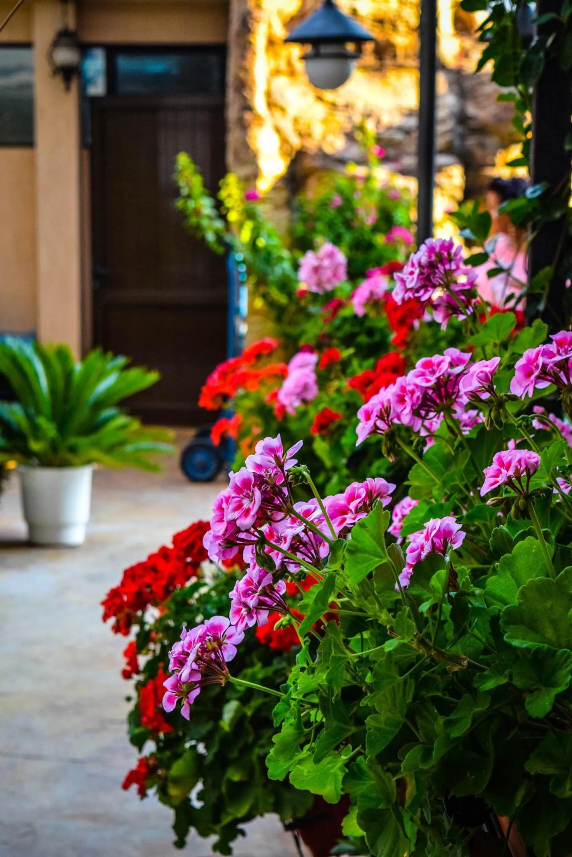 Garden in Karolina Hotel