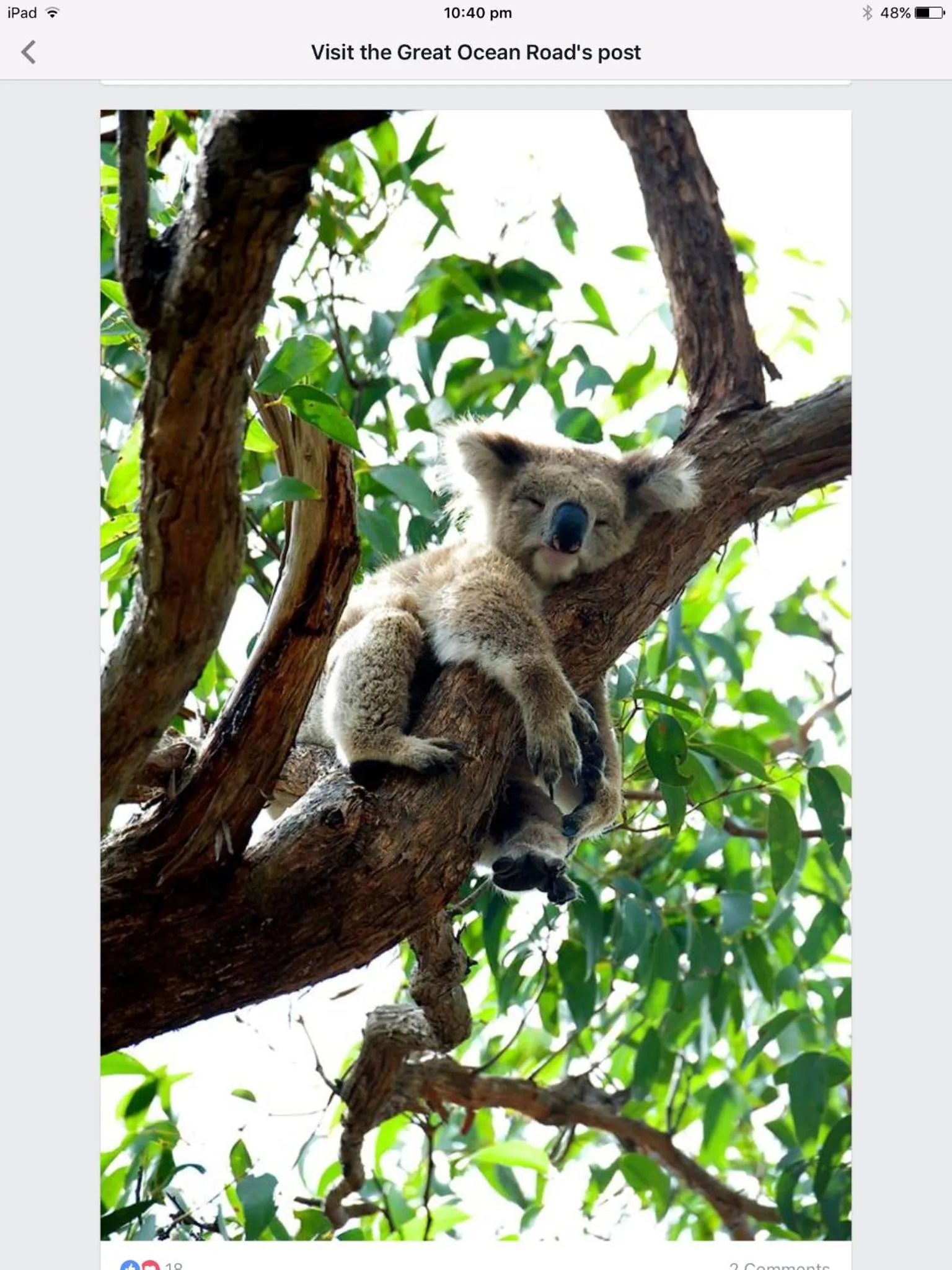 Animals in Austral Place 88 via Merri River