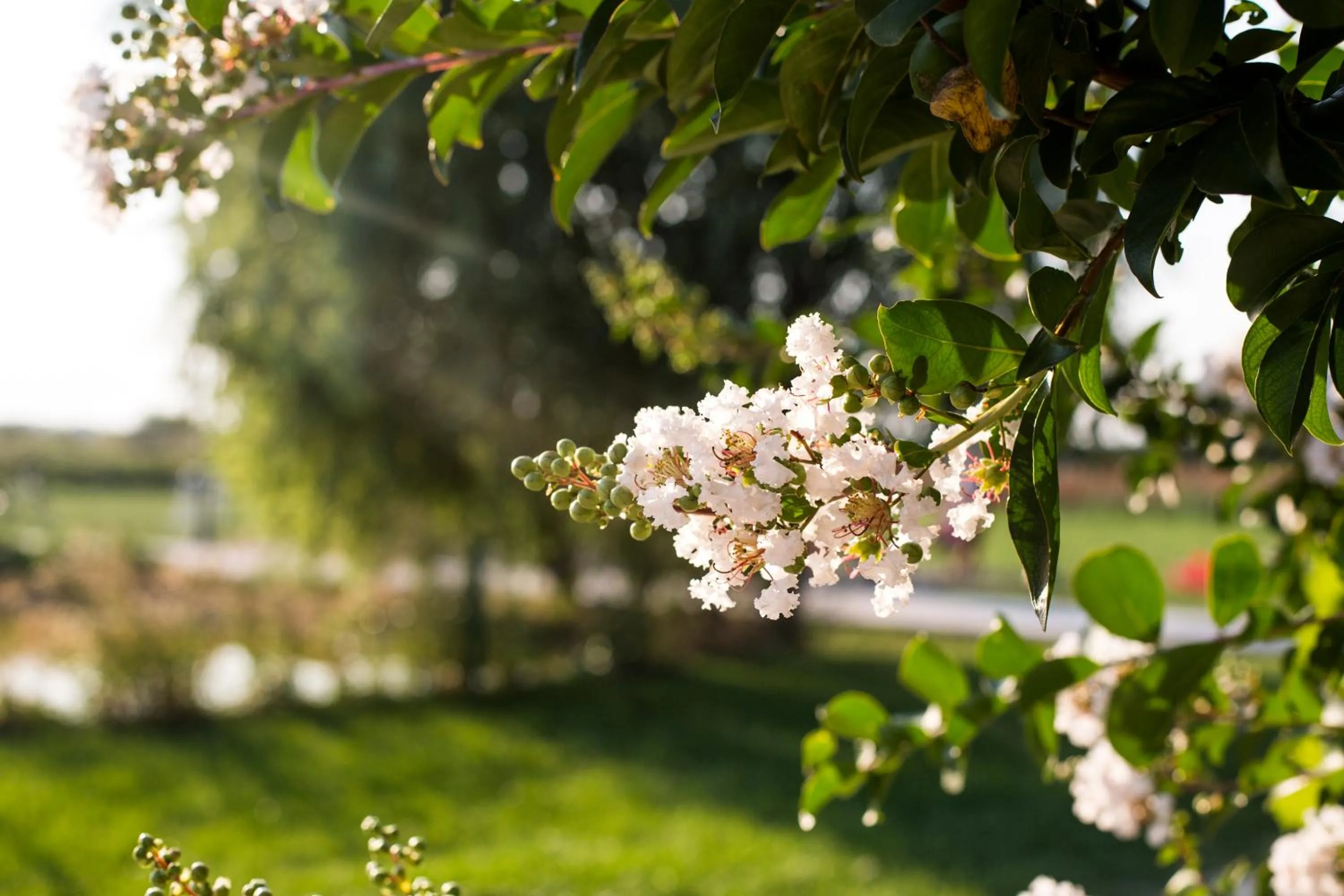 Garden in Kaliakria Resort
