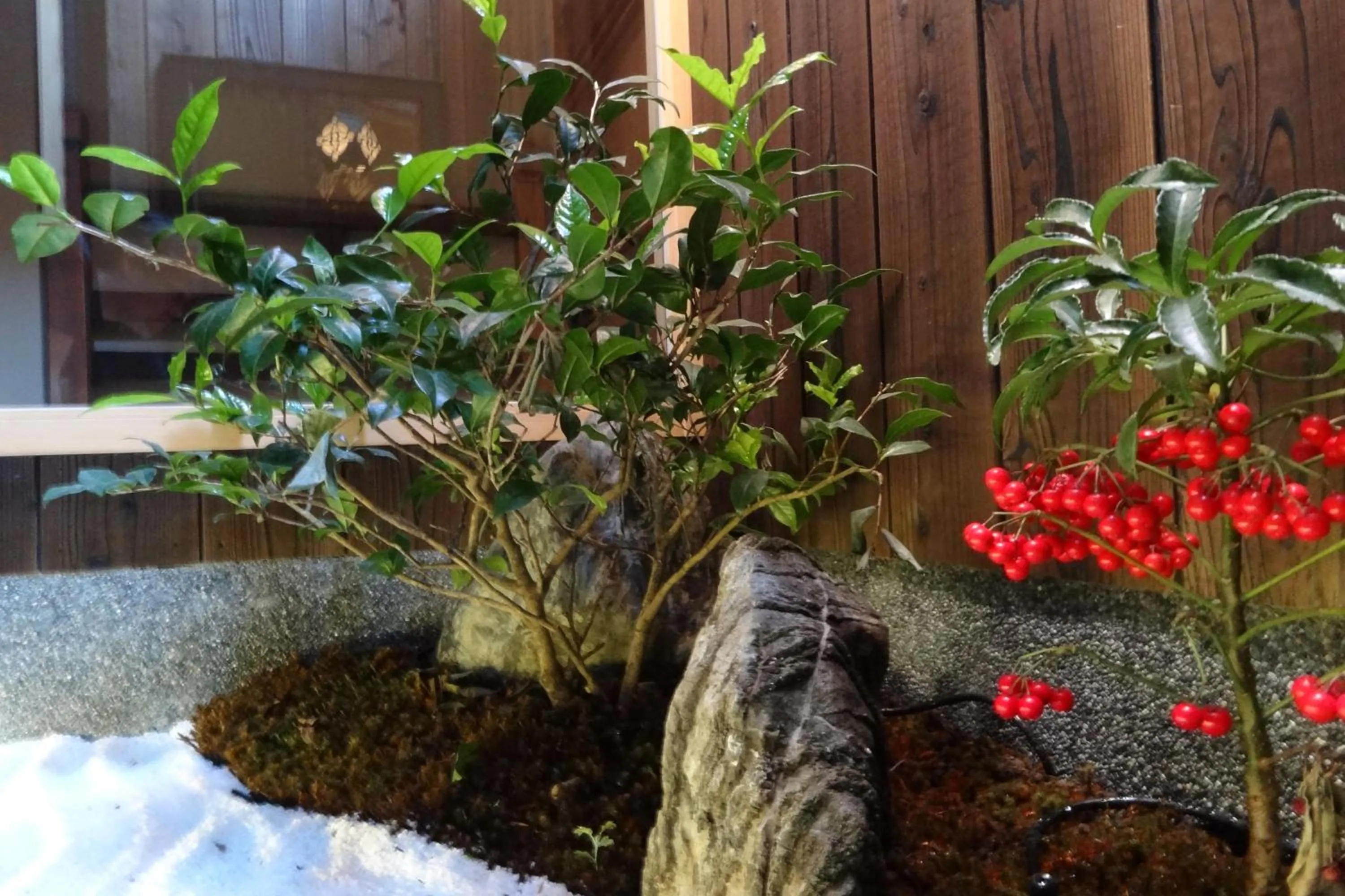 Garden in Kyomachiya Ebisu