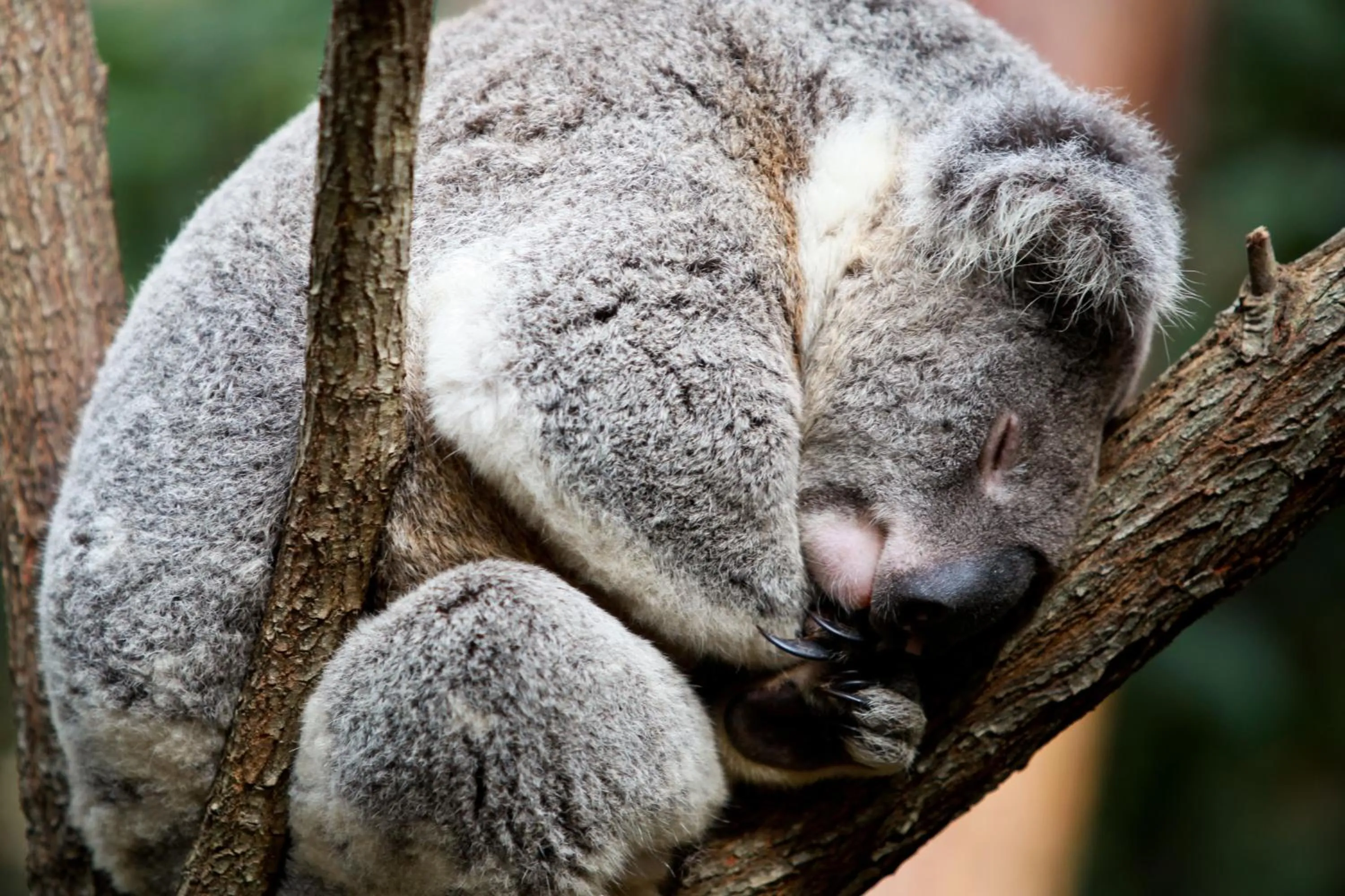Area and facilities in Sandcastles On Currumbin Beachfront, Gold Coast