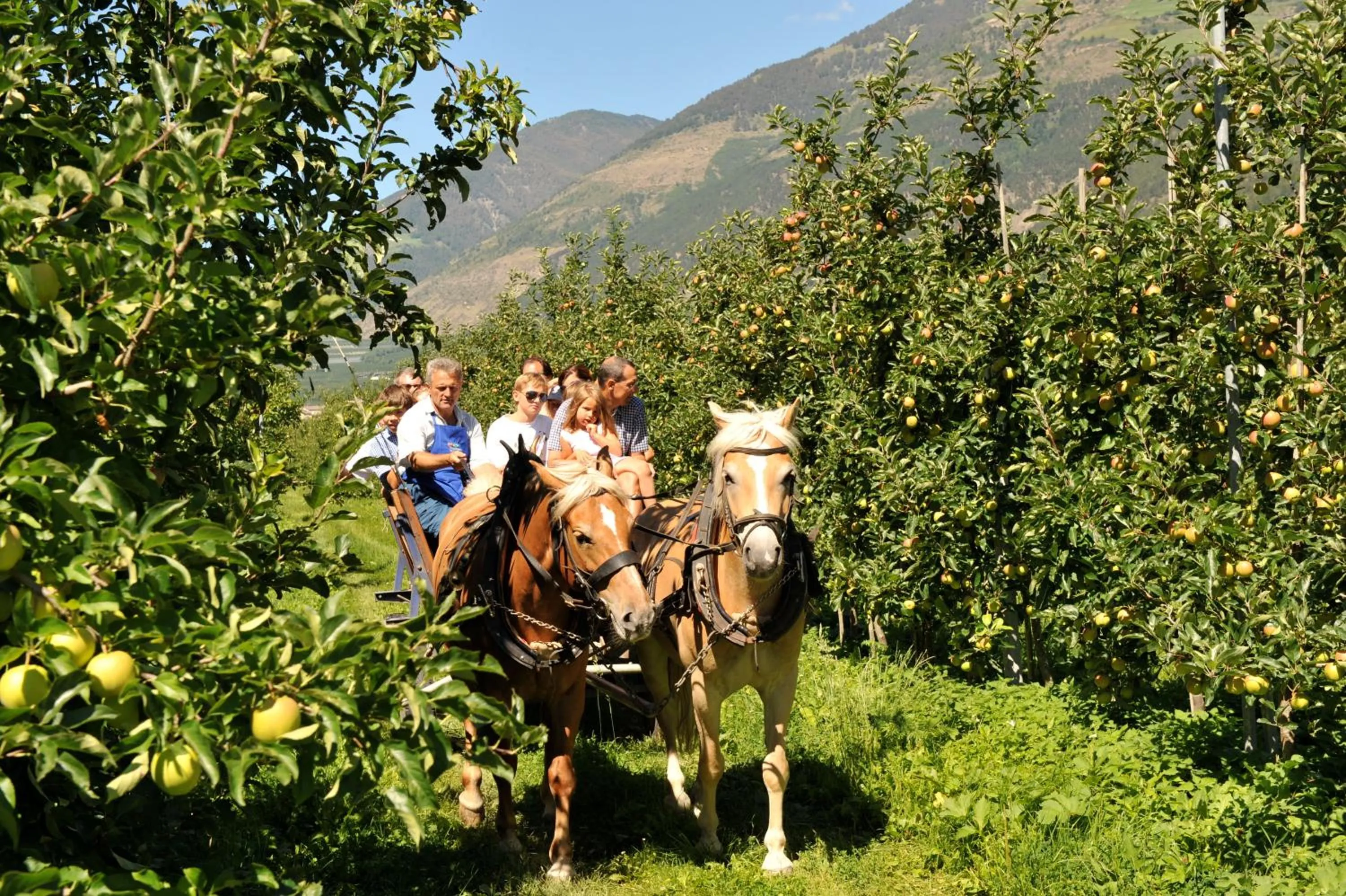 Entertainment in Landhotel Anna