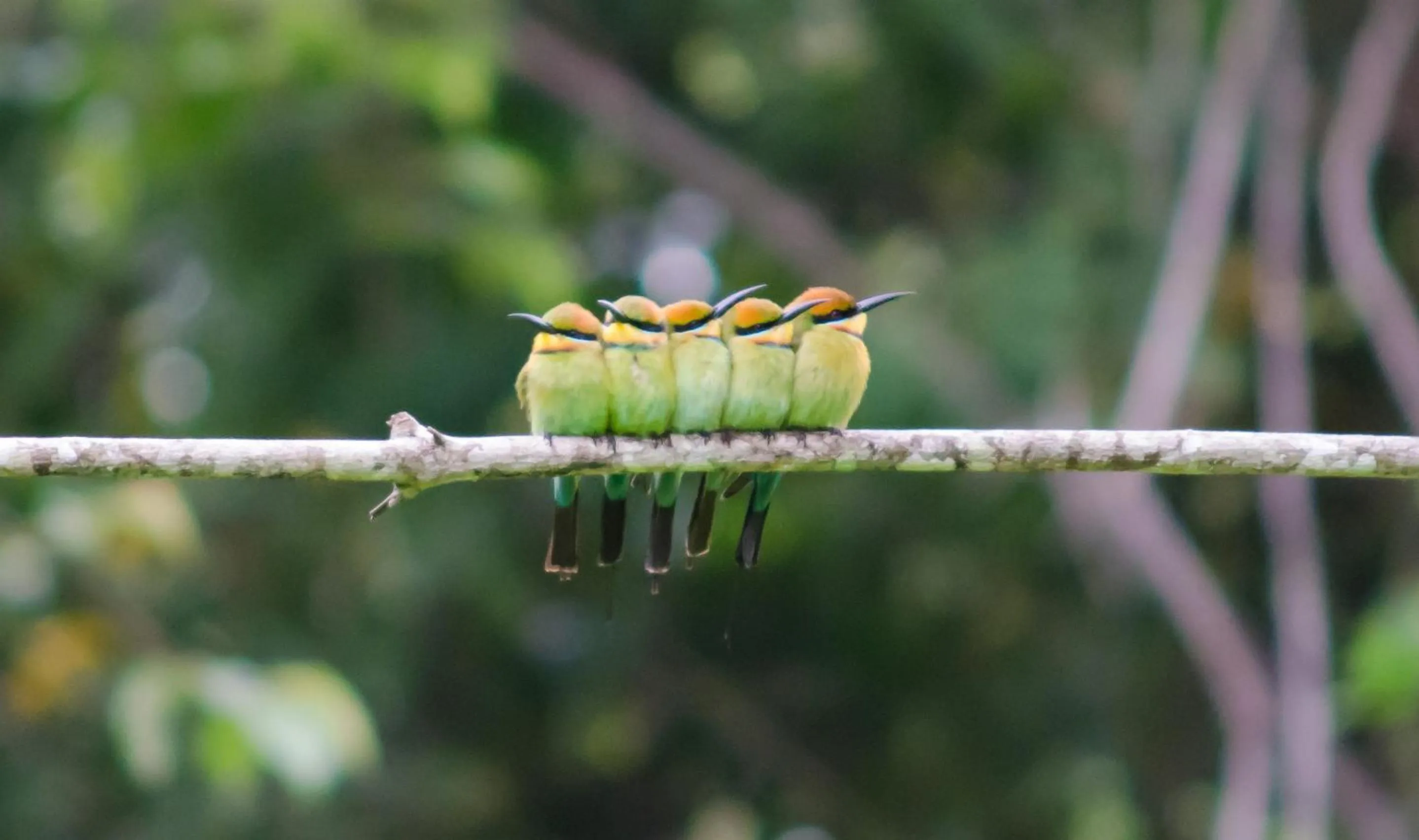 Bird's eye view in Wompoo Eco Retreat