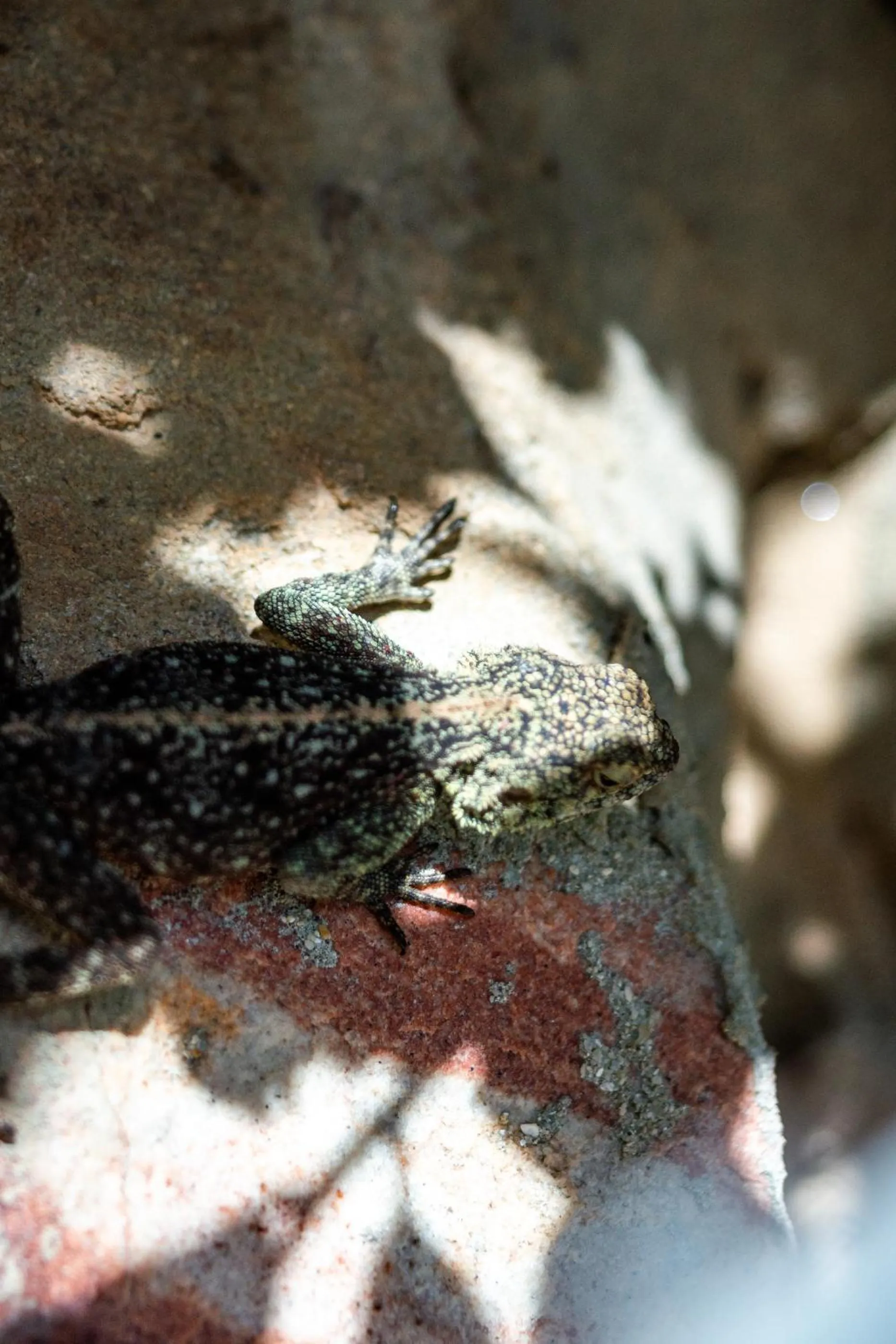 Animals in Bosky Dell on Boulders Beach