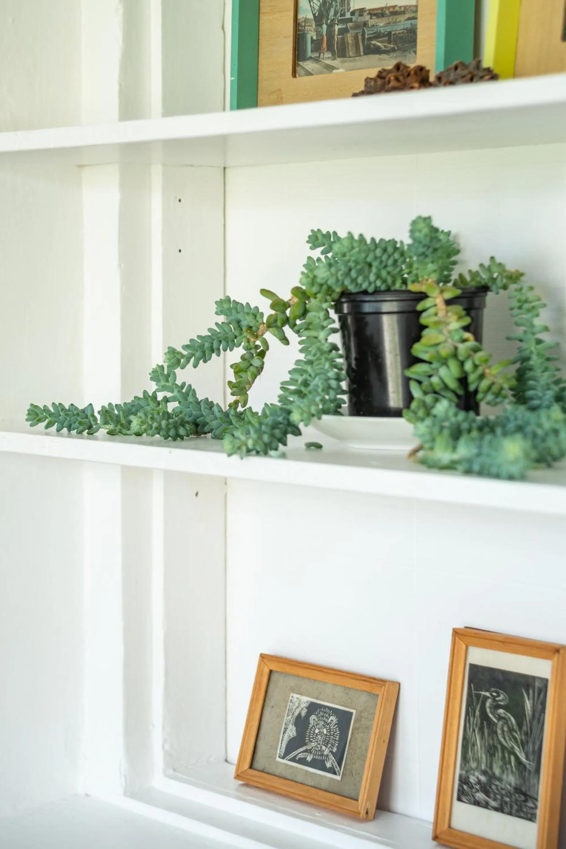 Decorative detail in Bosky Dell on Boulders Beach