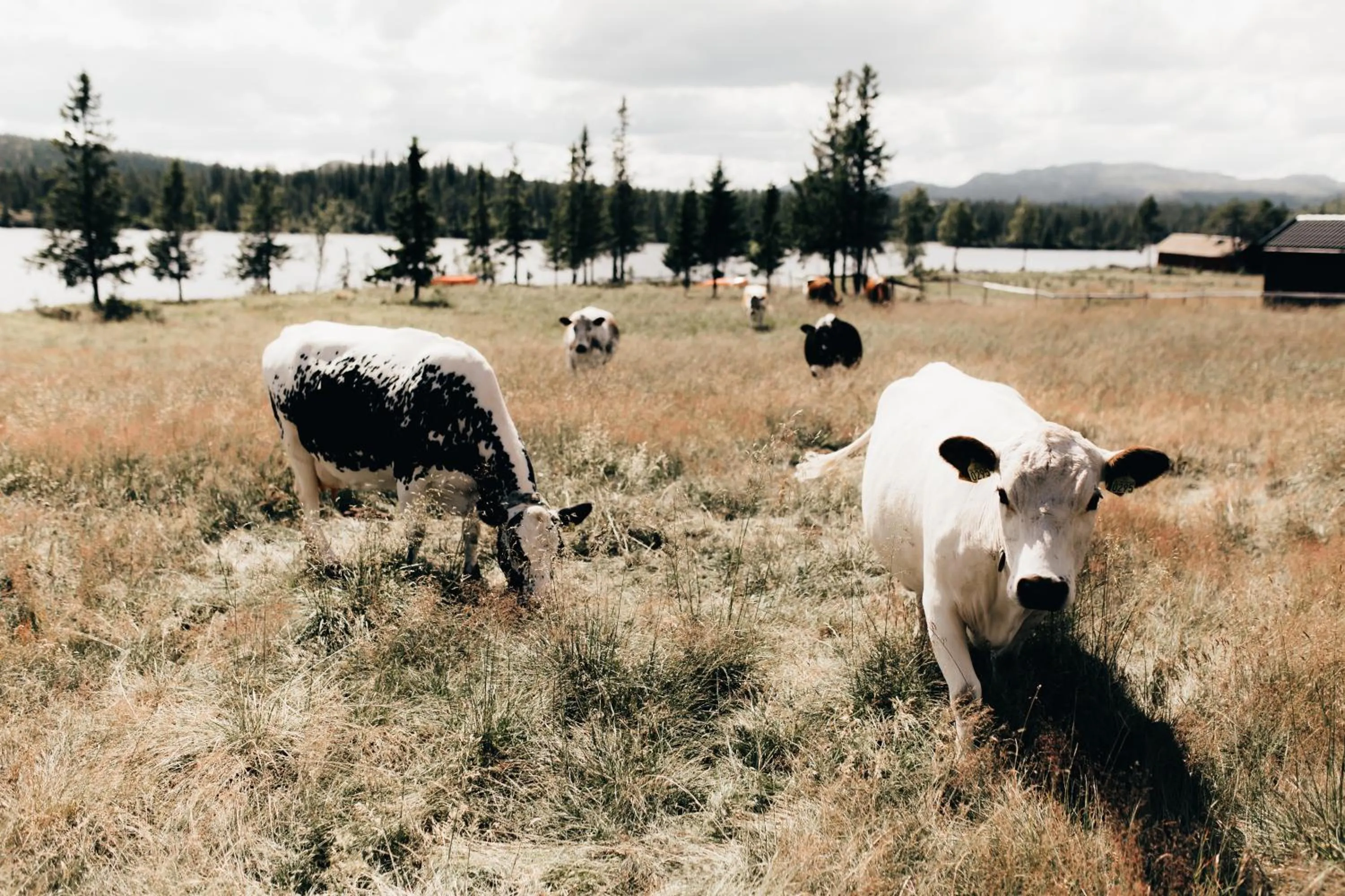 Natural landscape in Tuddal Høyfjellshotel