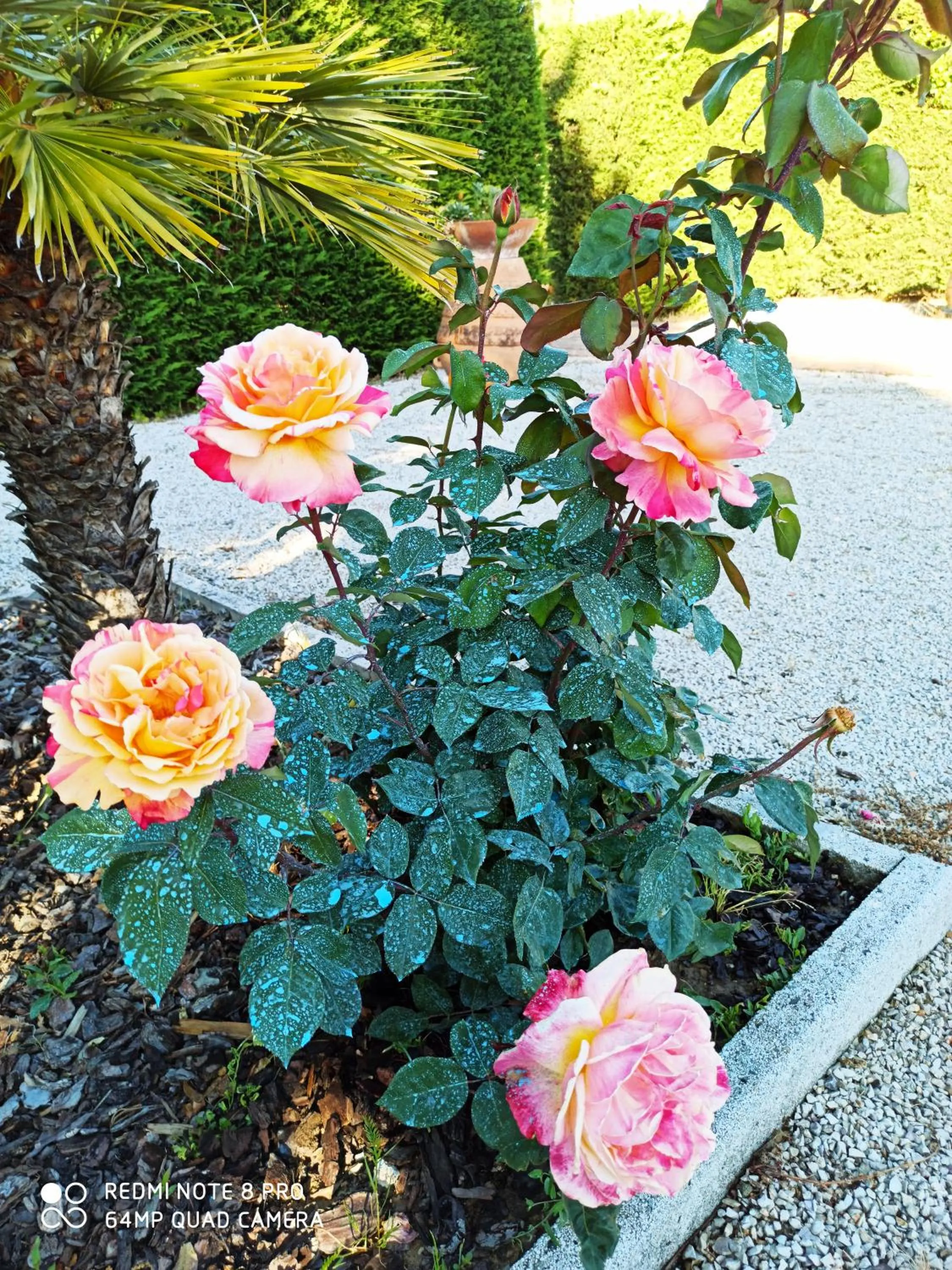 Garden in Rocca degli Olivi