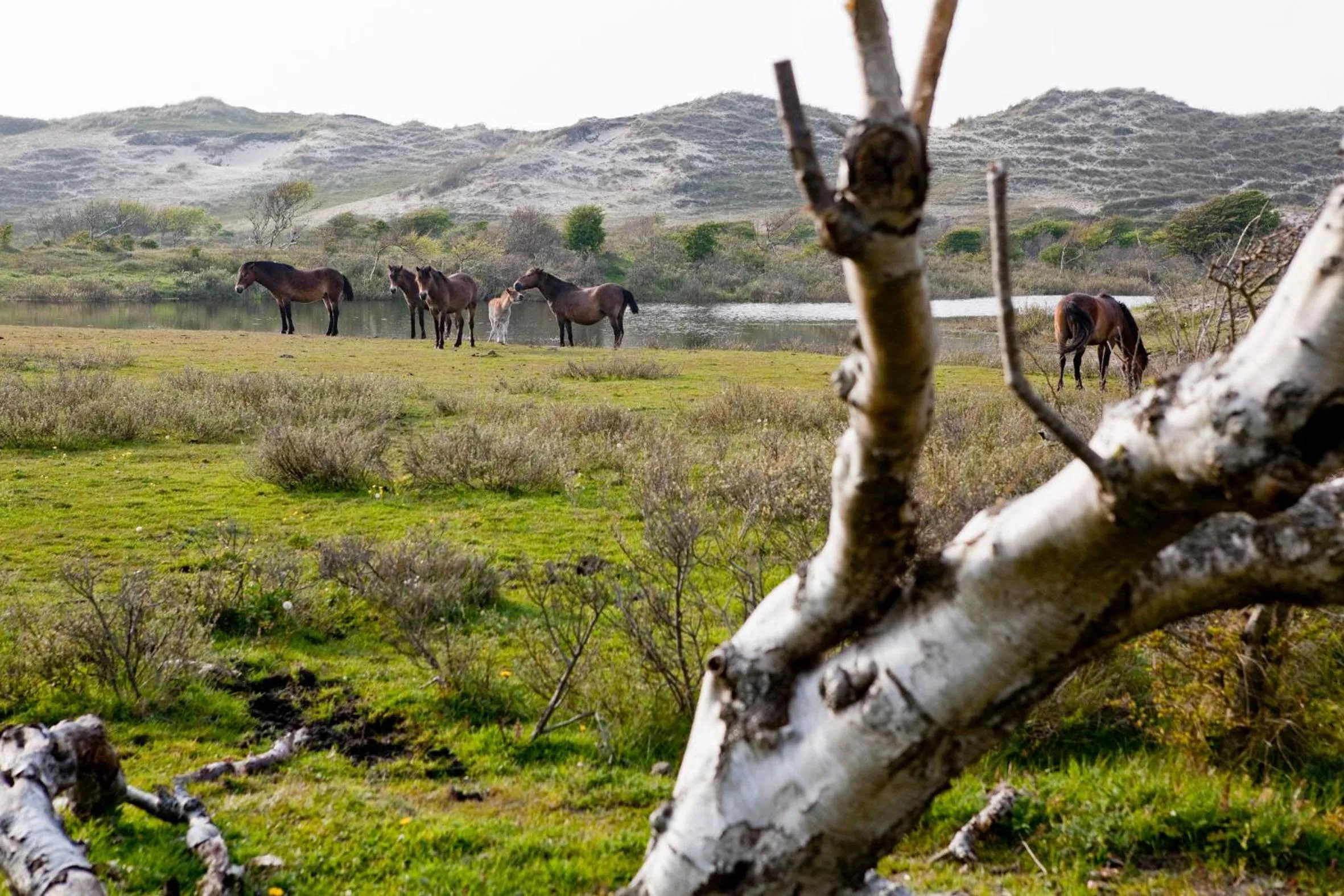 Natural landscape in B&B PeperZzz