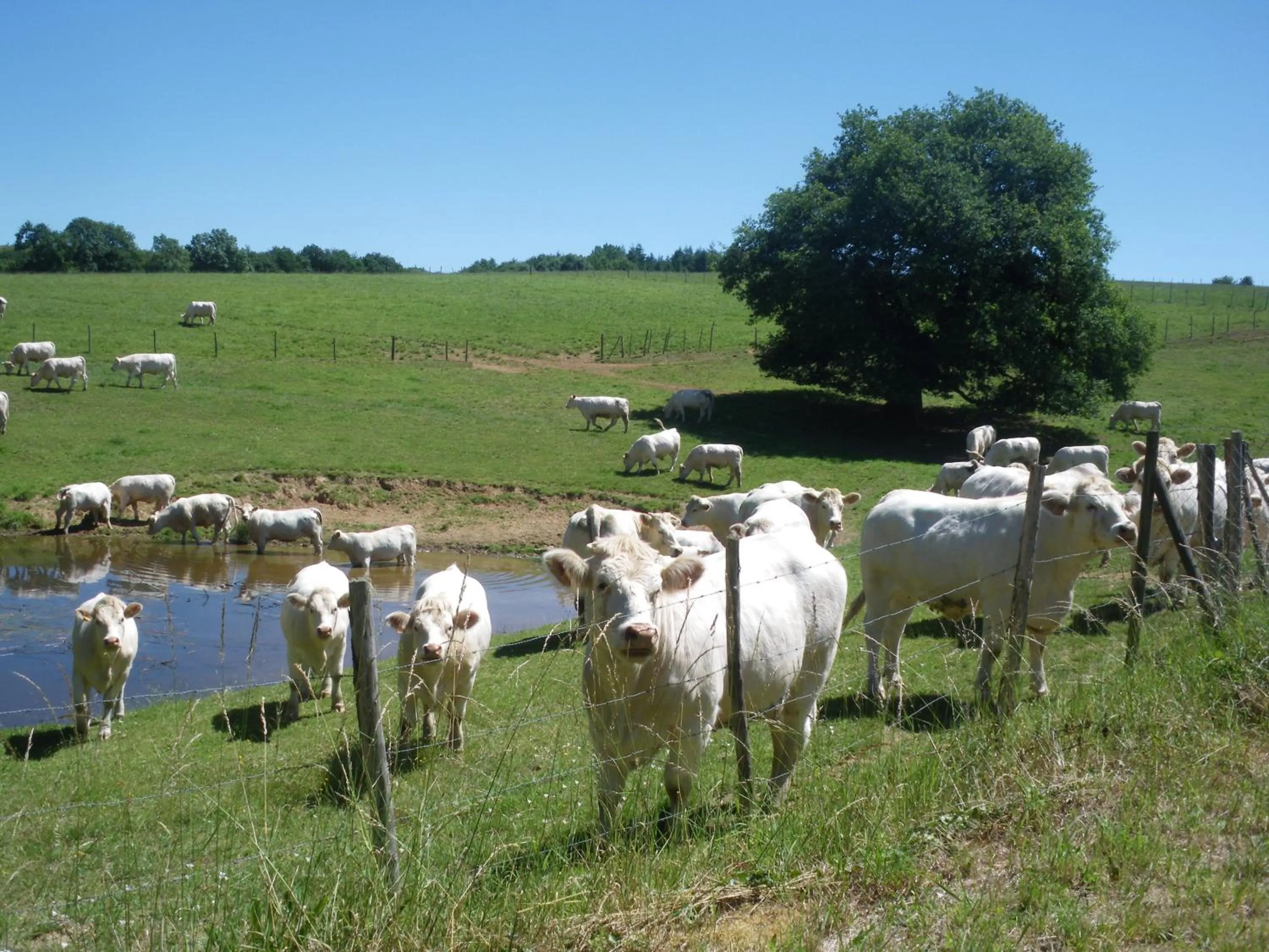 Other in La Metairie du Pont