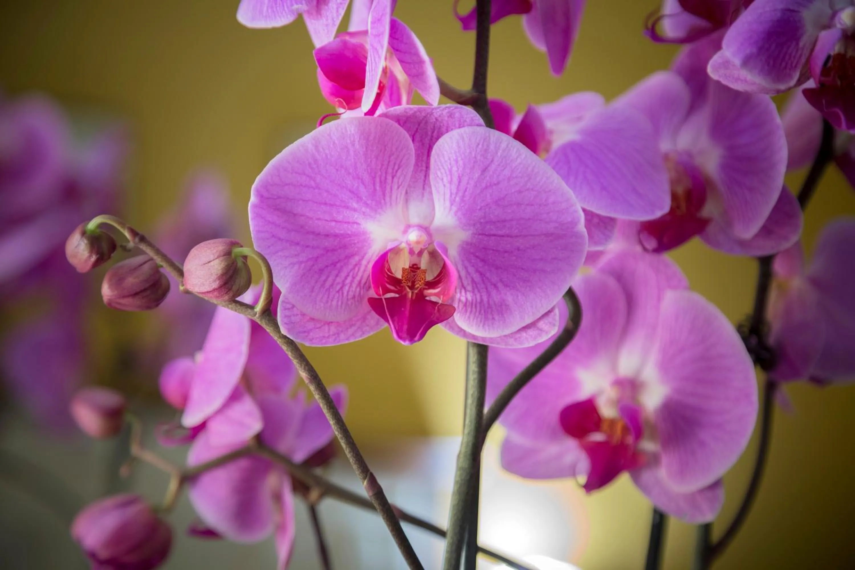 Decorative detail in Hotel San Michele