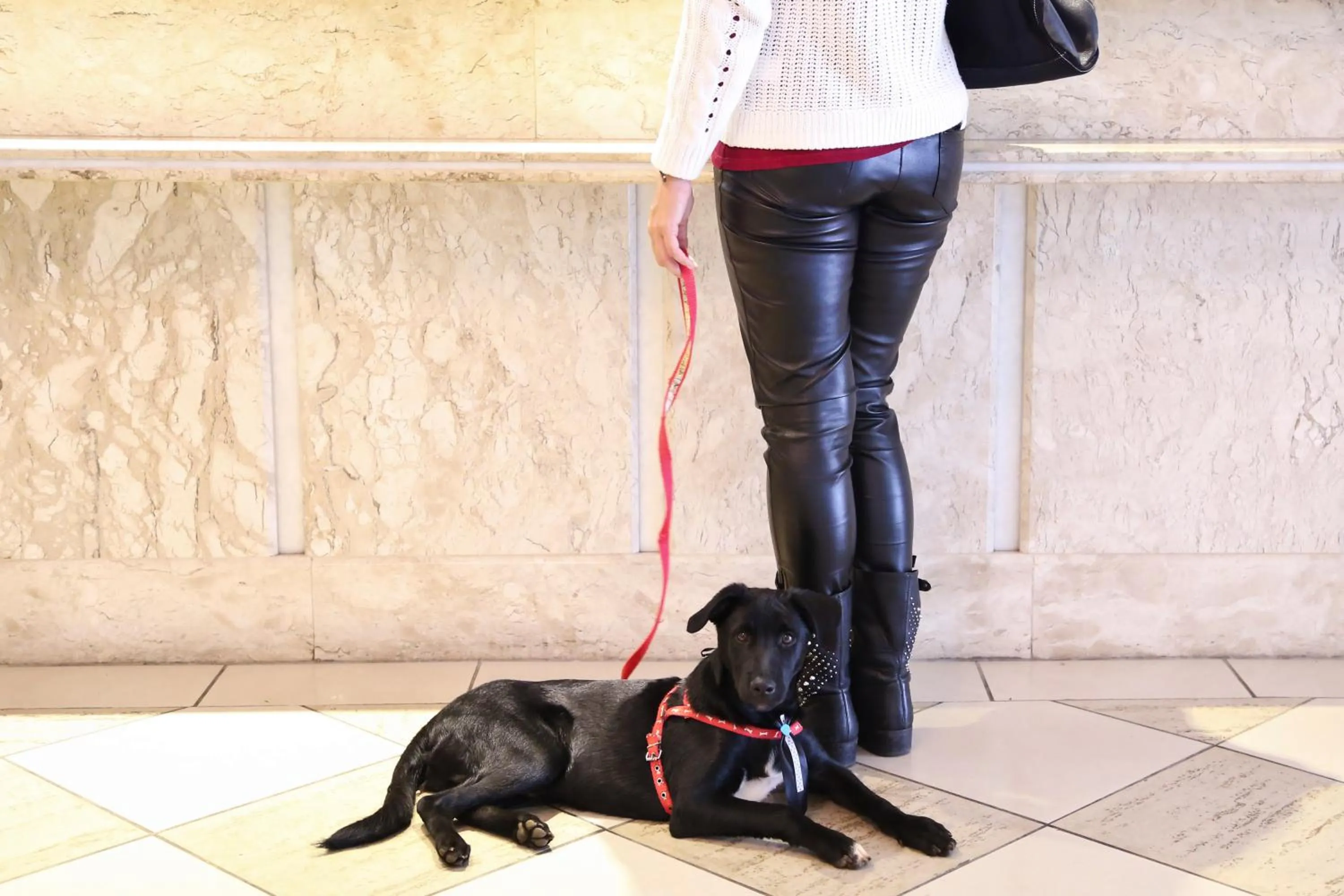 Pets in Vitória Hotel Residence NewPort