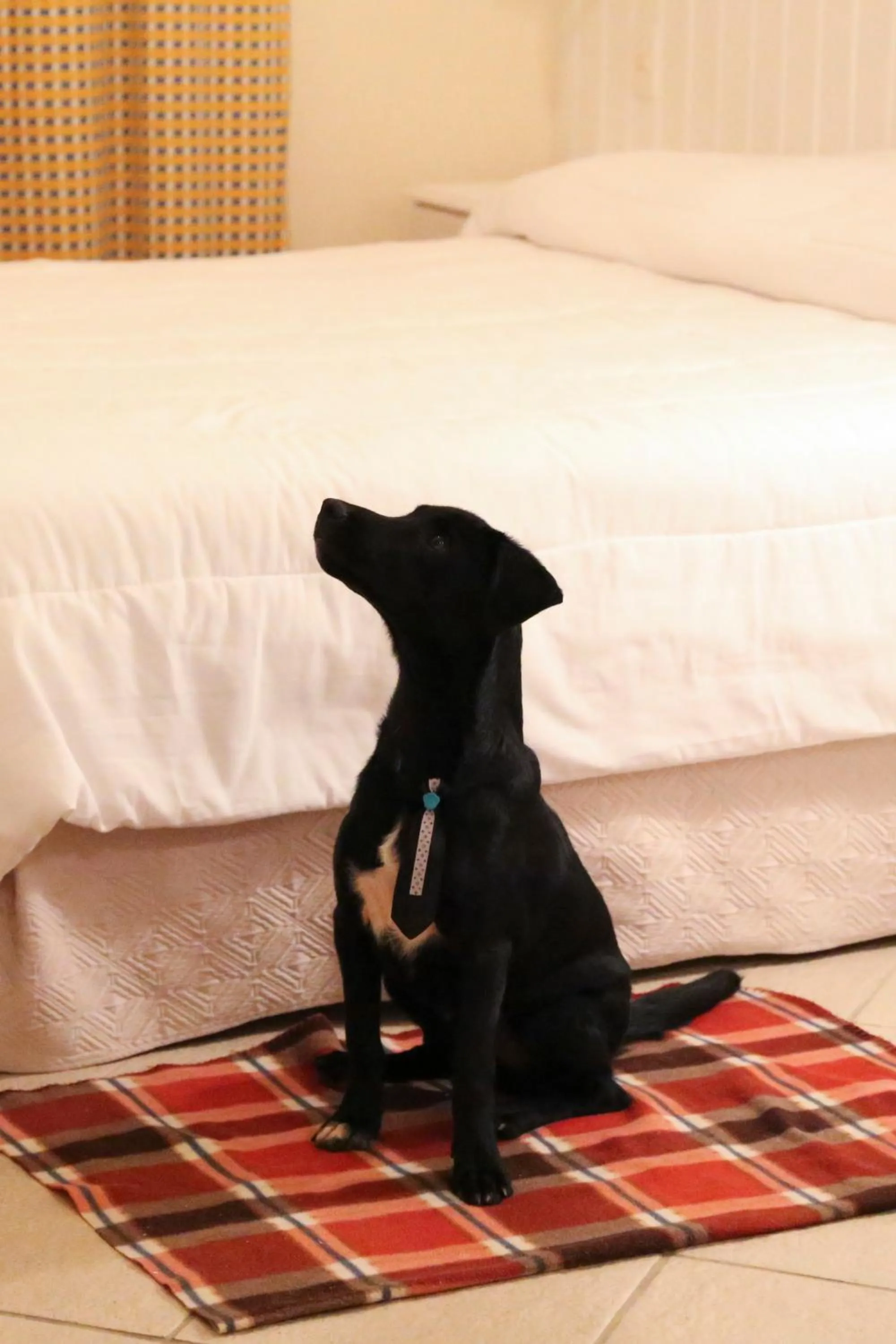 Pets, Bed in Vitória Hotel Residence NewPort