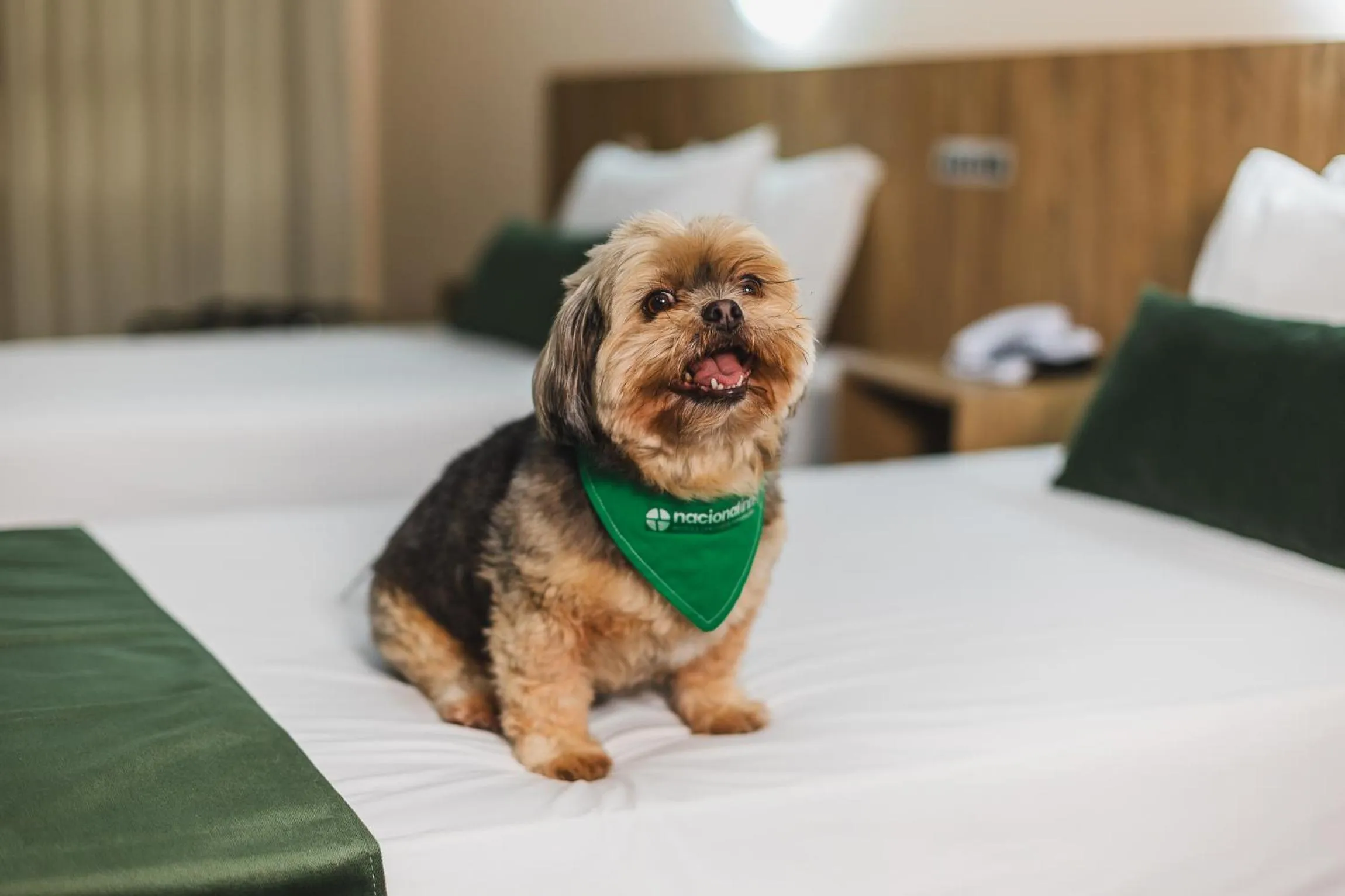 Pets, Bed in Hotel Nacional Inn Curitiba Torres
