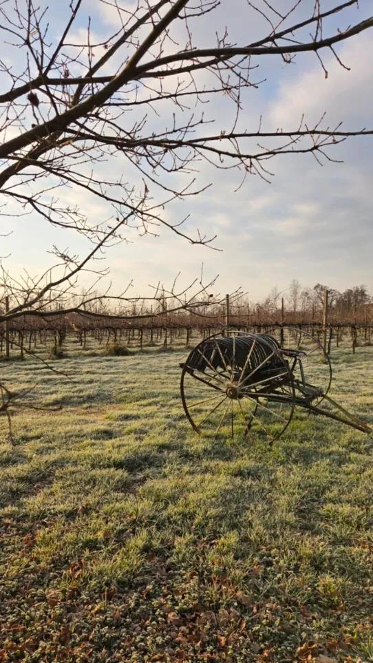 Garden view in AGRITURISMO Barone Rosso