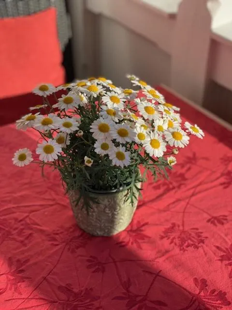 Balcony/Terrace in Hotel Waldperle
