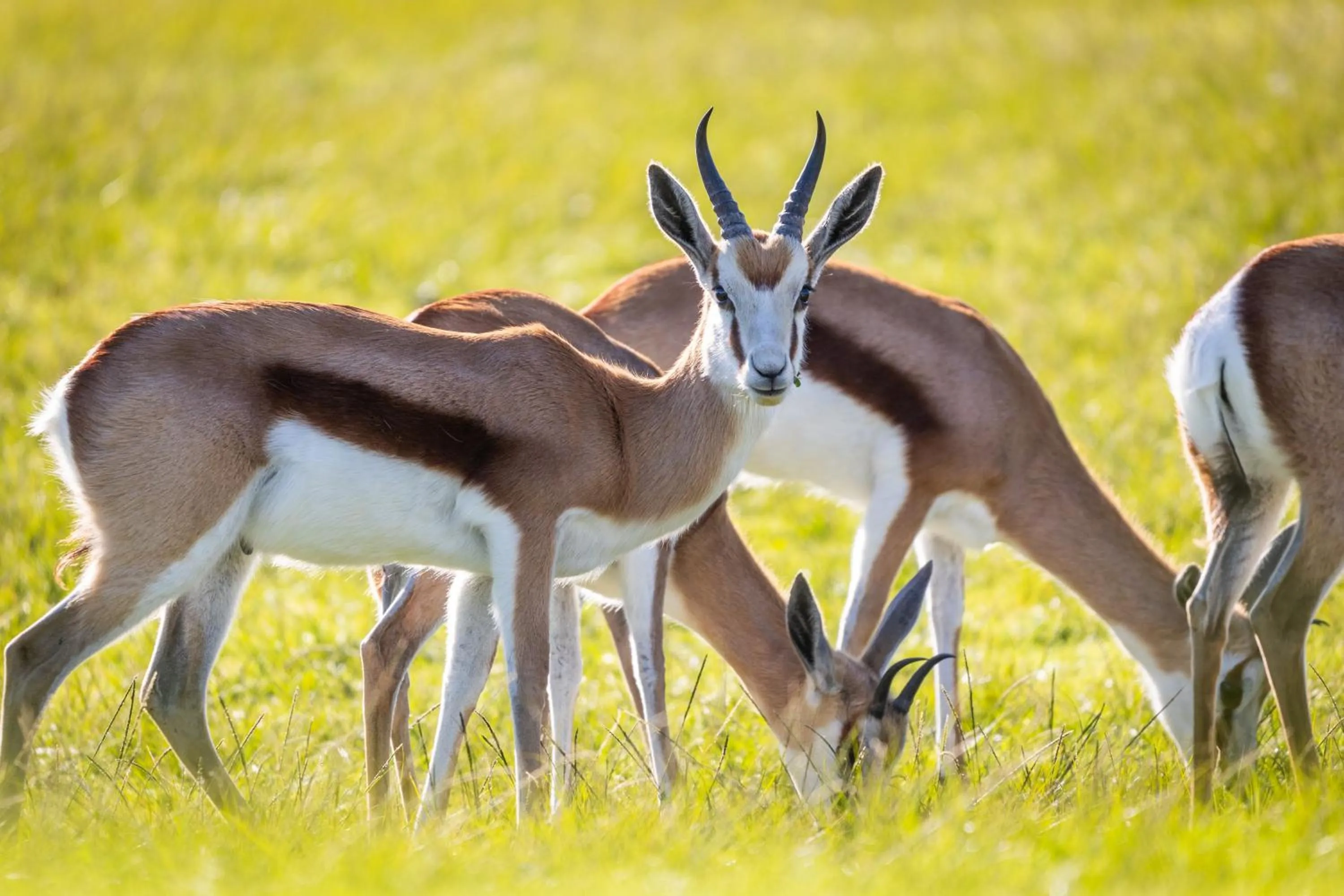 Day in Devonvale Golf & Wine Estate