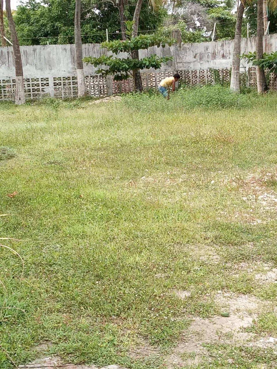 Garden in Hotel Montecarlo Beach