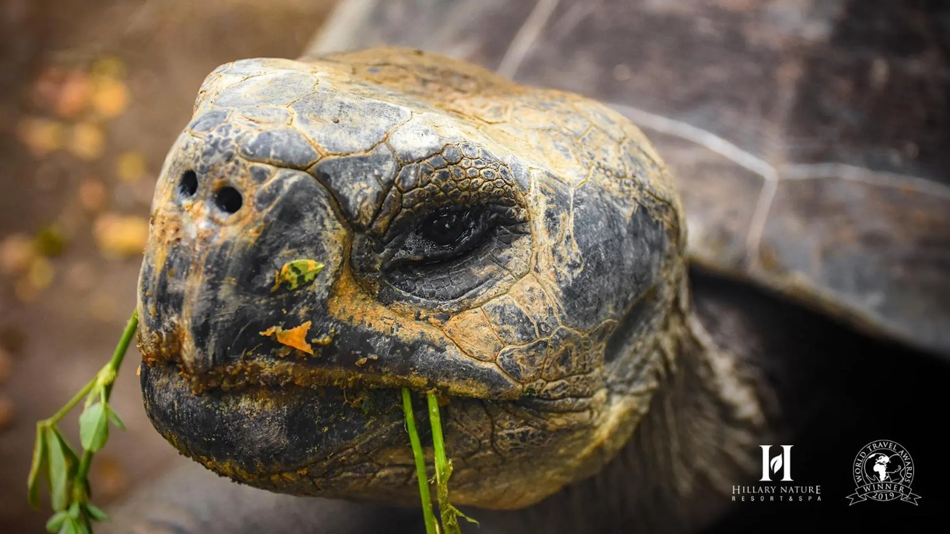 Animals in Hillary Nature Resort & Spa All Inclusive