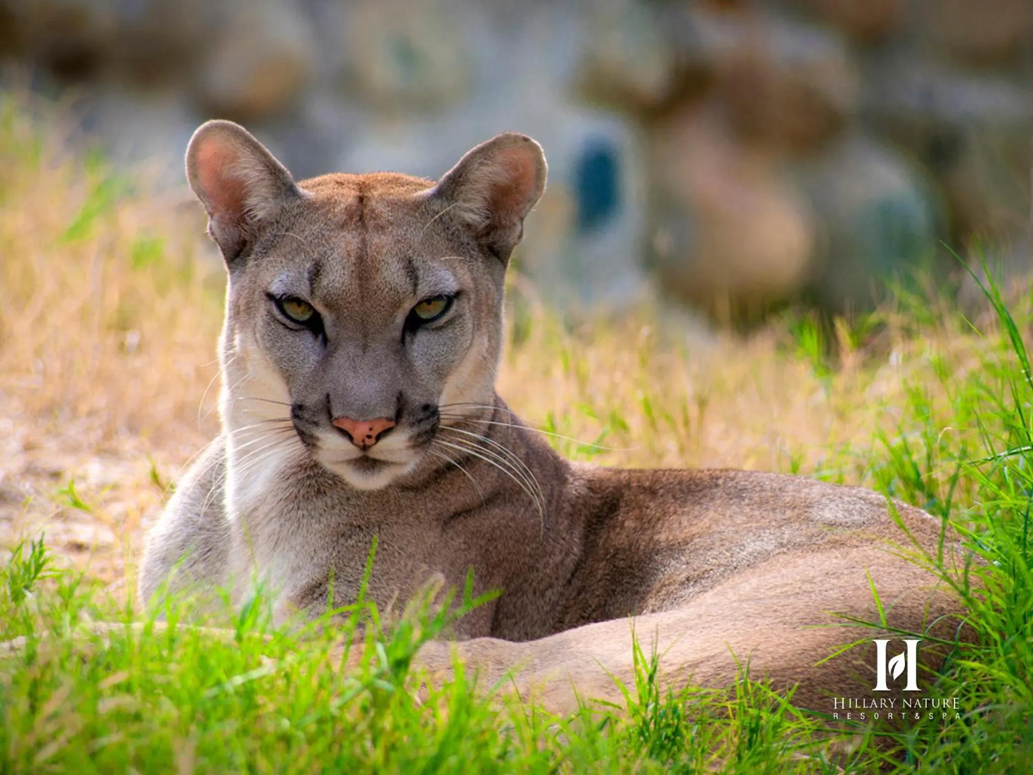 Animals in Hillary Nature Resort & Spa All Inclusive