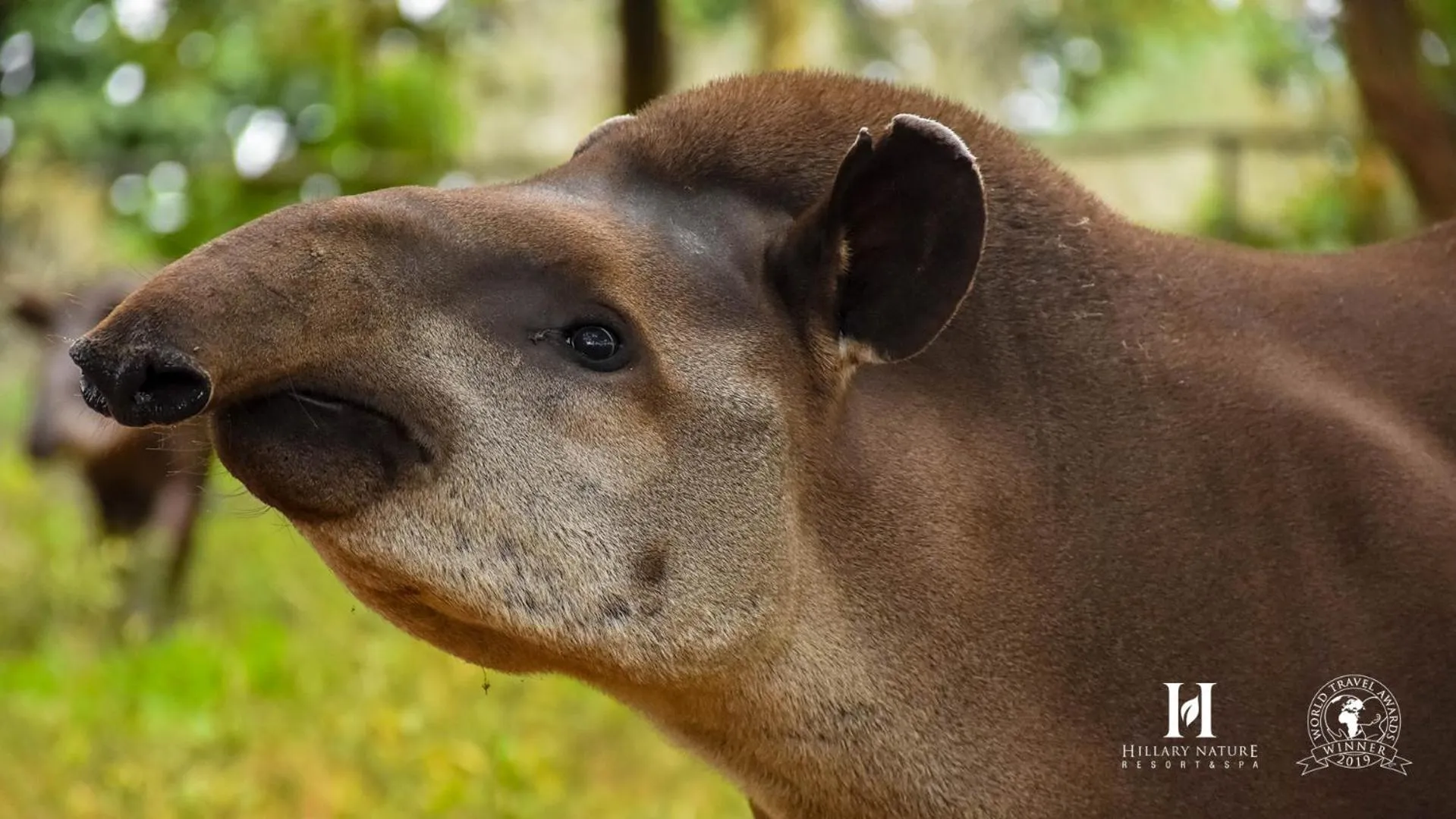 Animals in Hillary Nature Resort & Spa All Inclusive