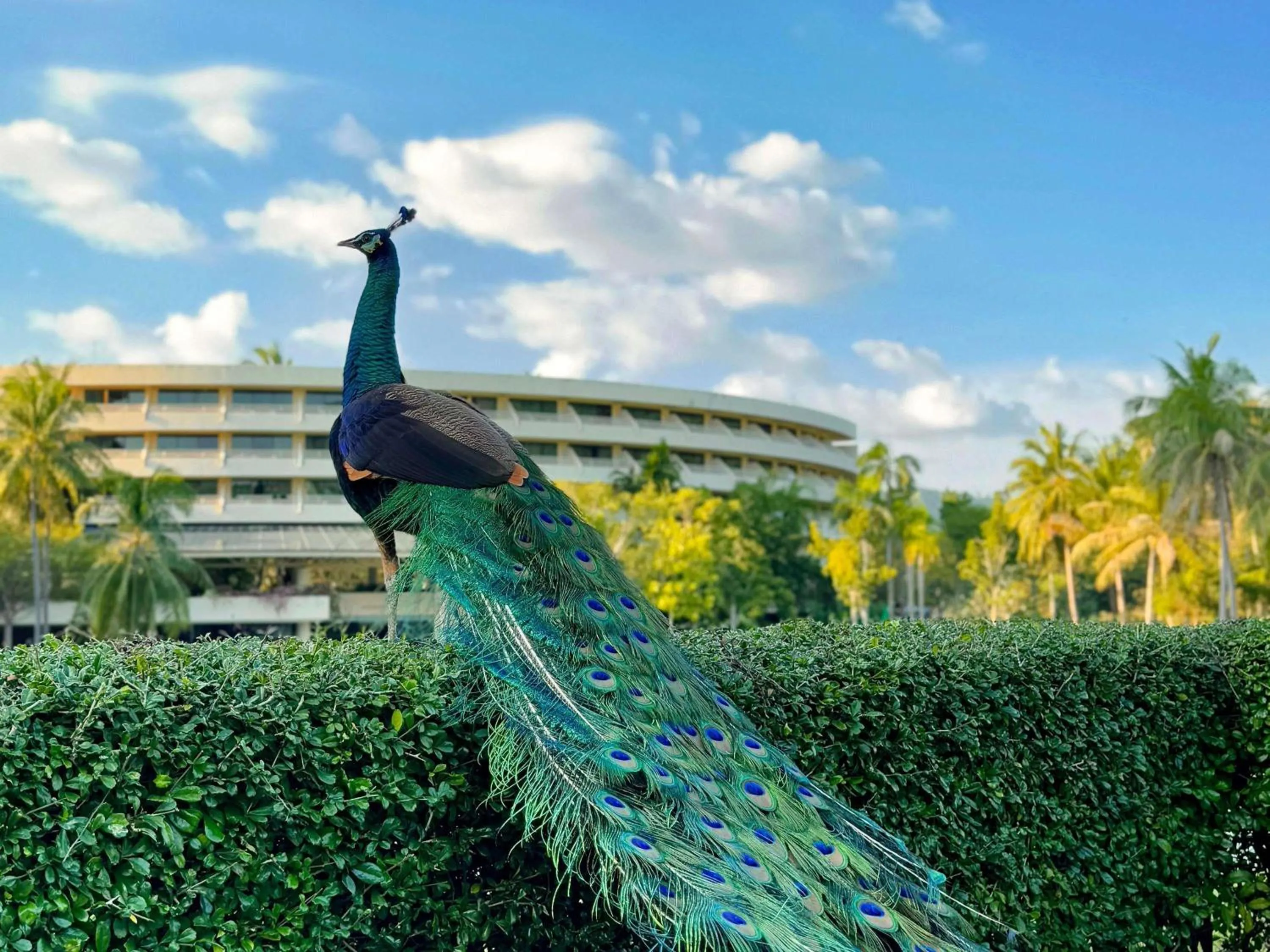 Other in Pullman Phuket Karon Beach Resort