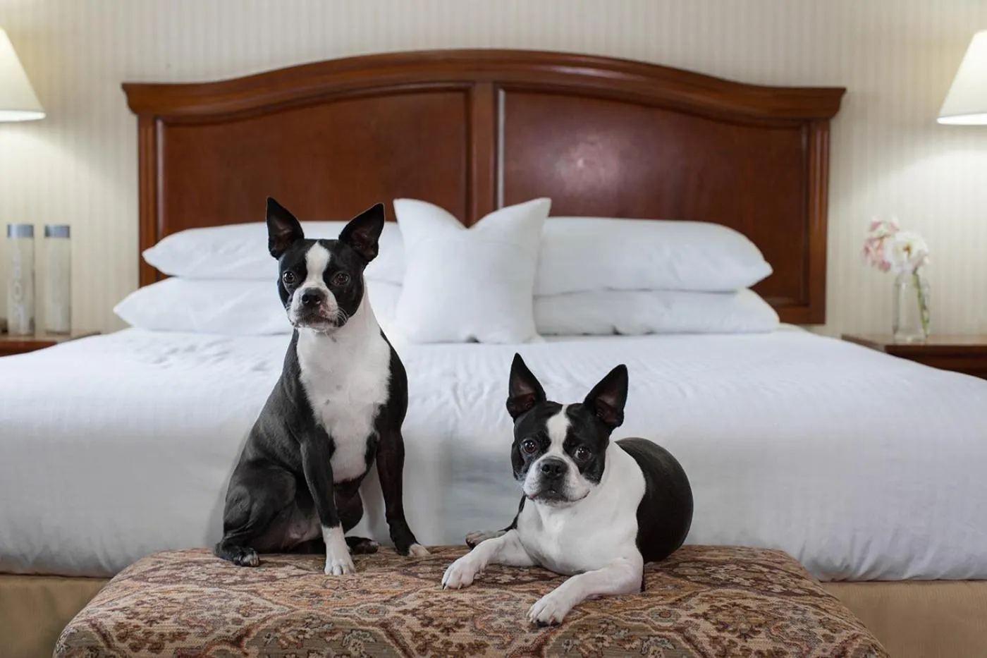 Pets, Bed in Rogue Regency Inn Medford Airport
