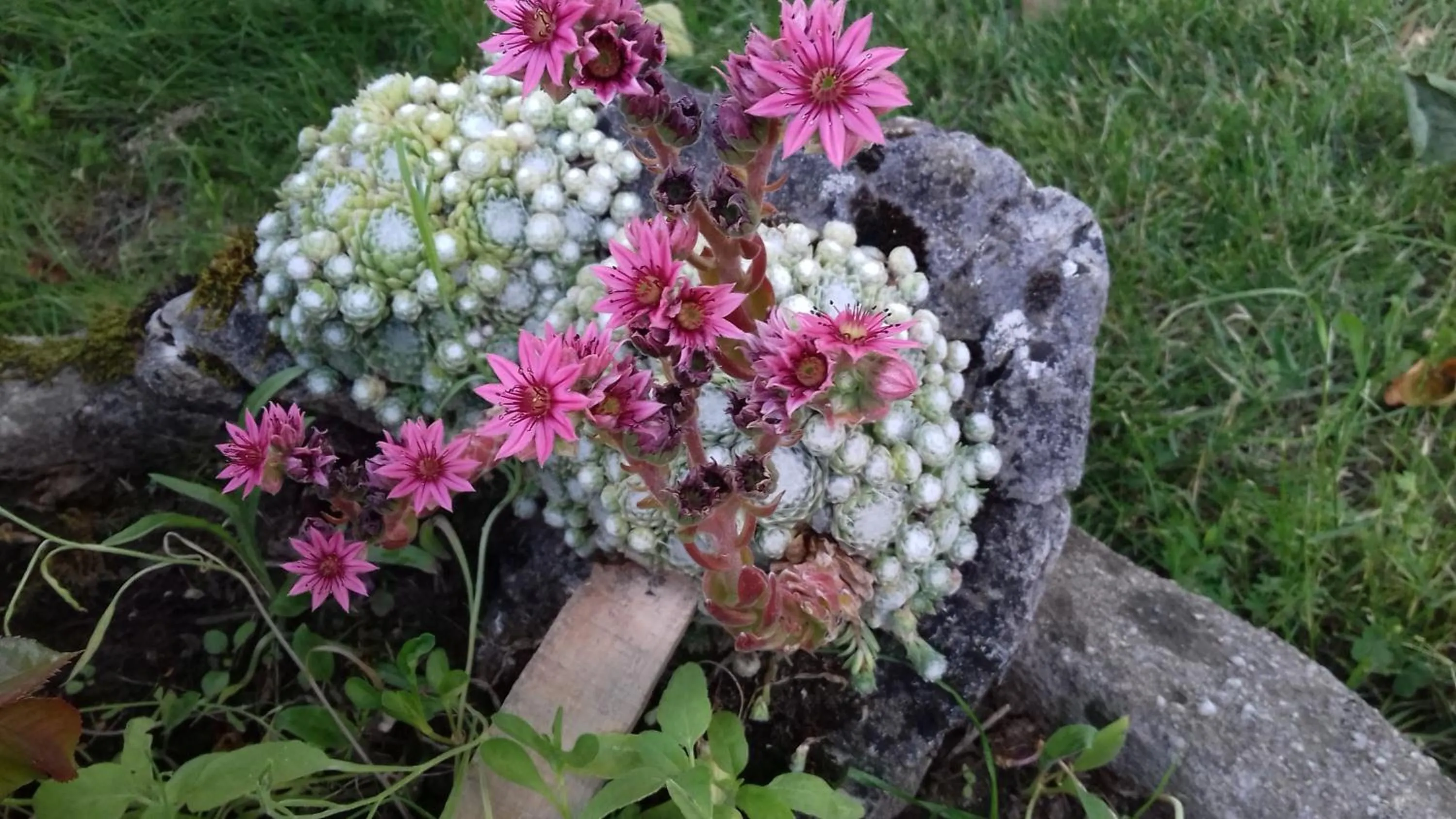 Property building in Domaine de Fontenelay