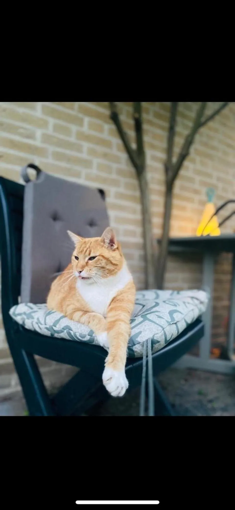 Pets in B&B Maison Saint Tropez Eindhoven