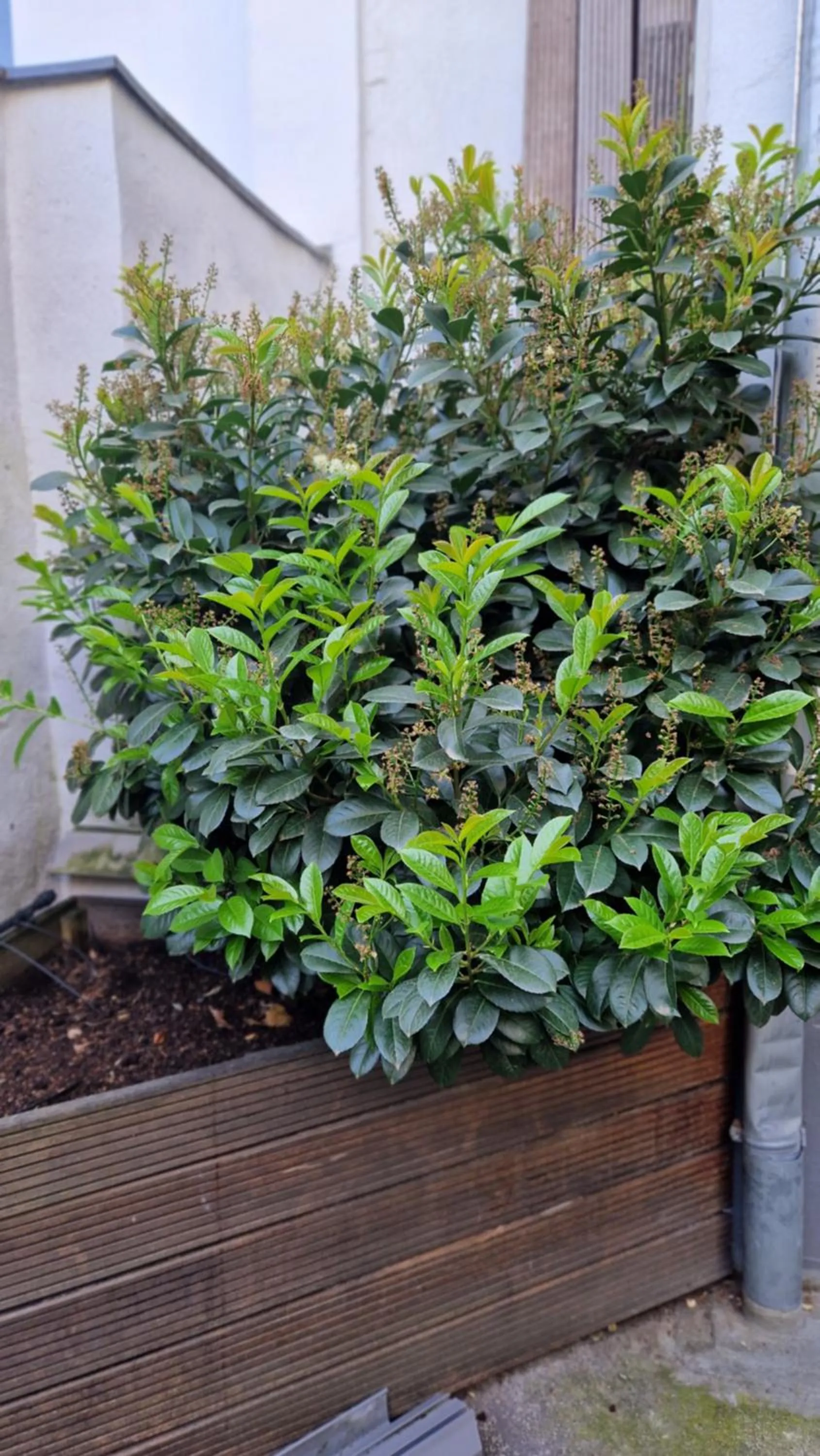 Garden in Hostel Köln