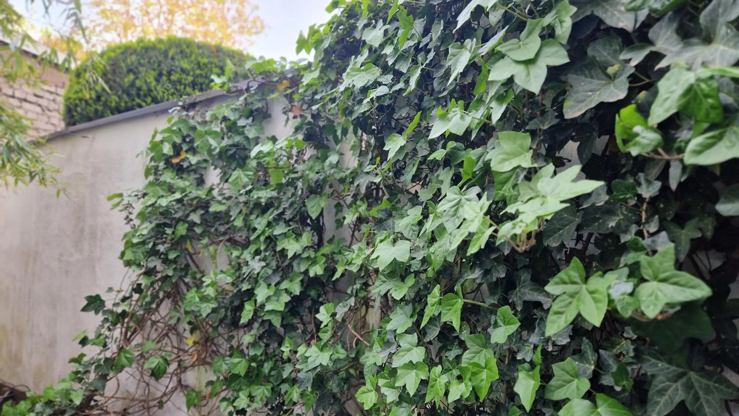 Garden in Hostel Köln