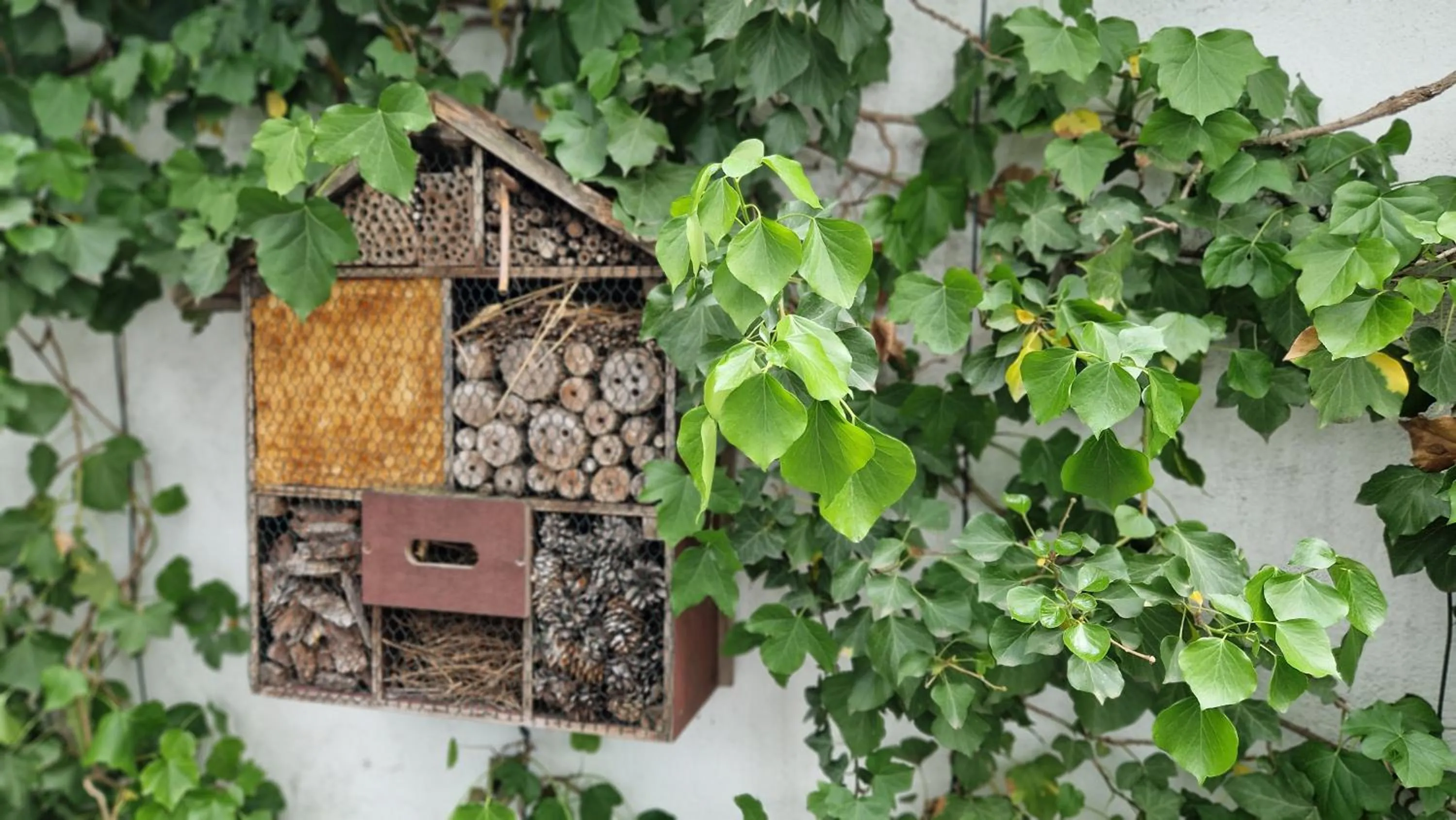 Garden in Hostel Köln